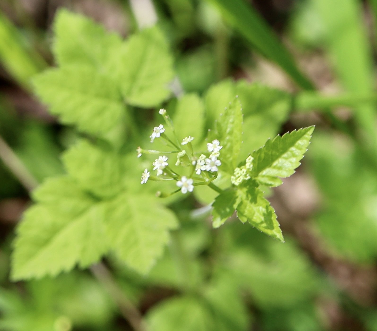 Common Sweet Cicely  //  Osmorhiza occidentalis
Basket Slough 4/23/2025