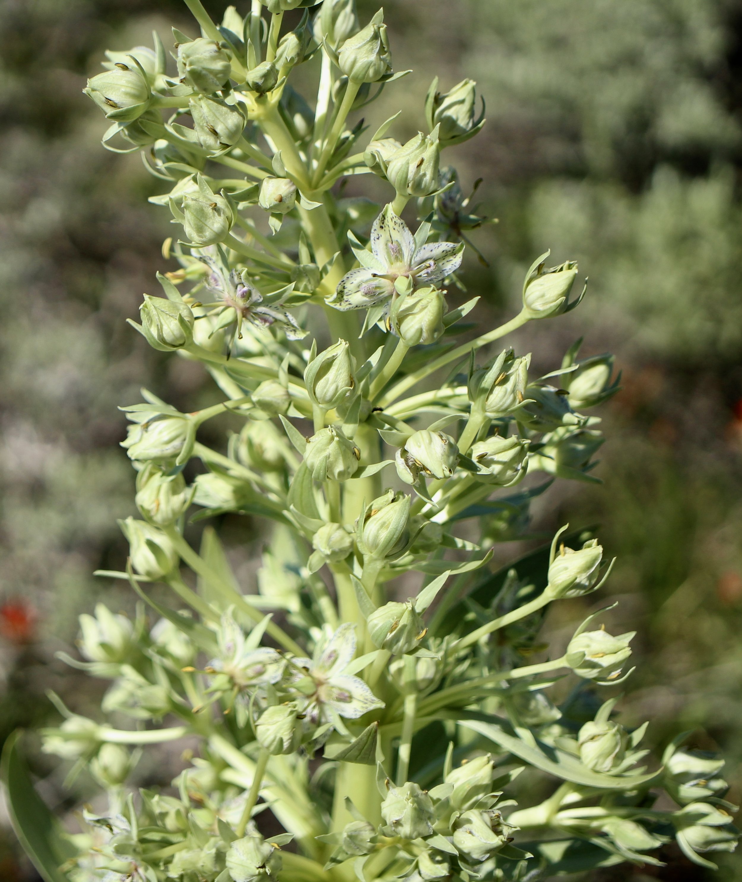 Kiger Gorge Overlook trail, Steens Mountain, July 12, 2023