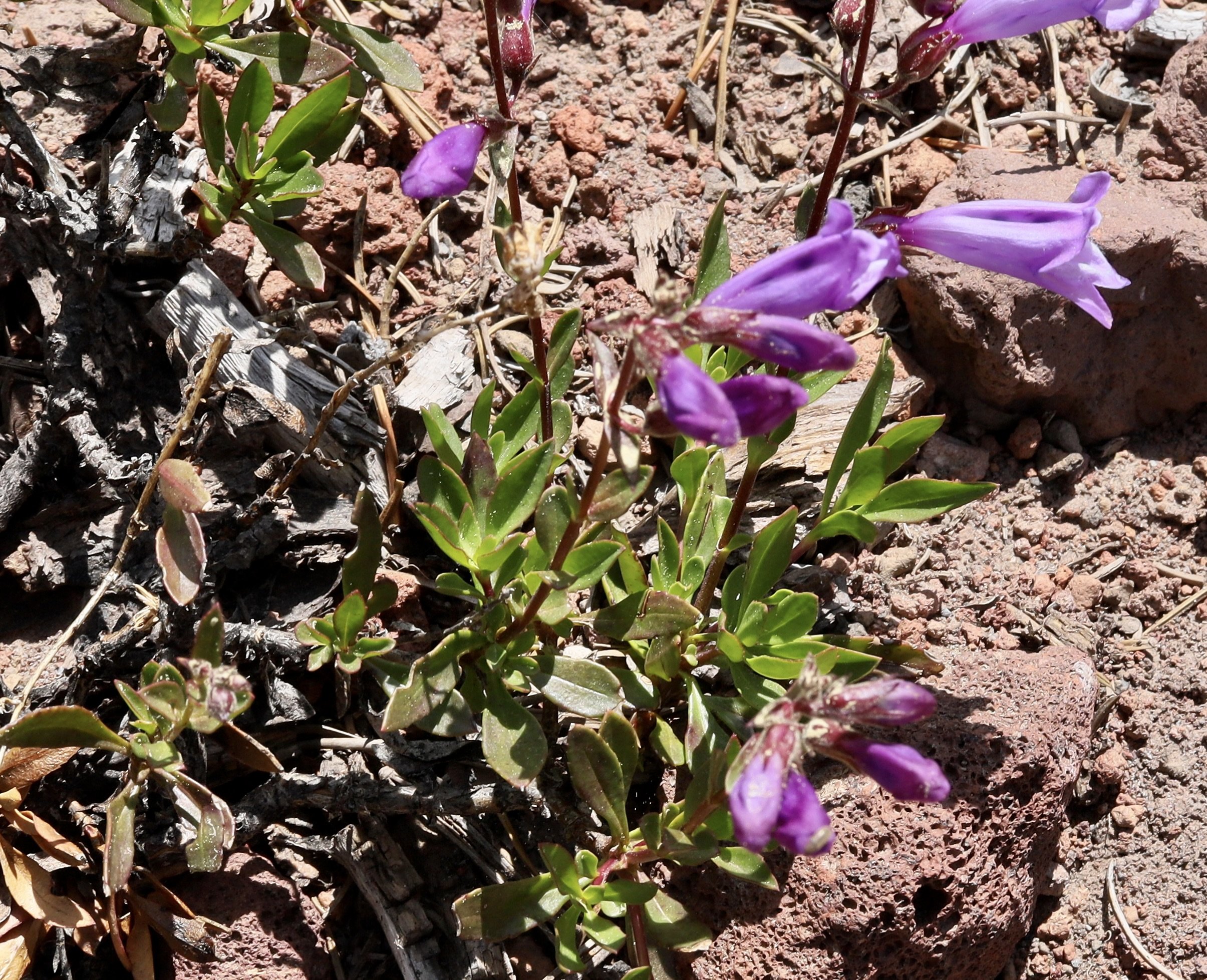 davidson's penstemon.JPG