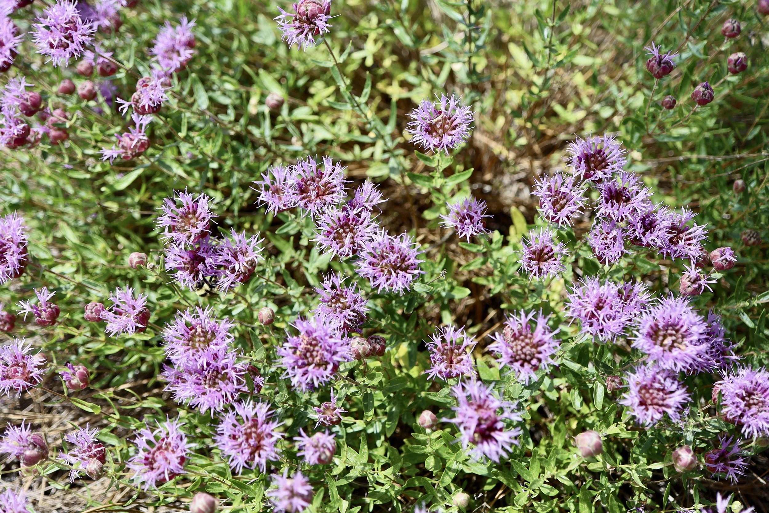 Mountain Monardella  //  Monardella odoratissima  --  Kelly's Prairie  7/3/2025