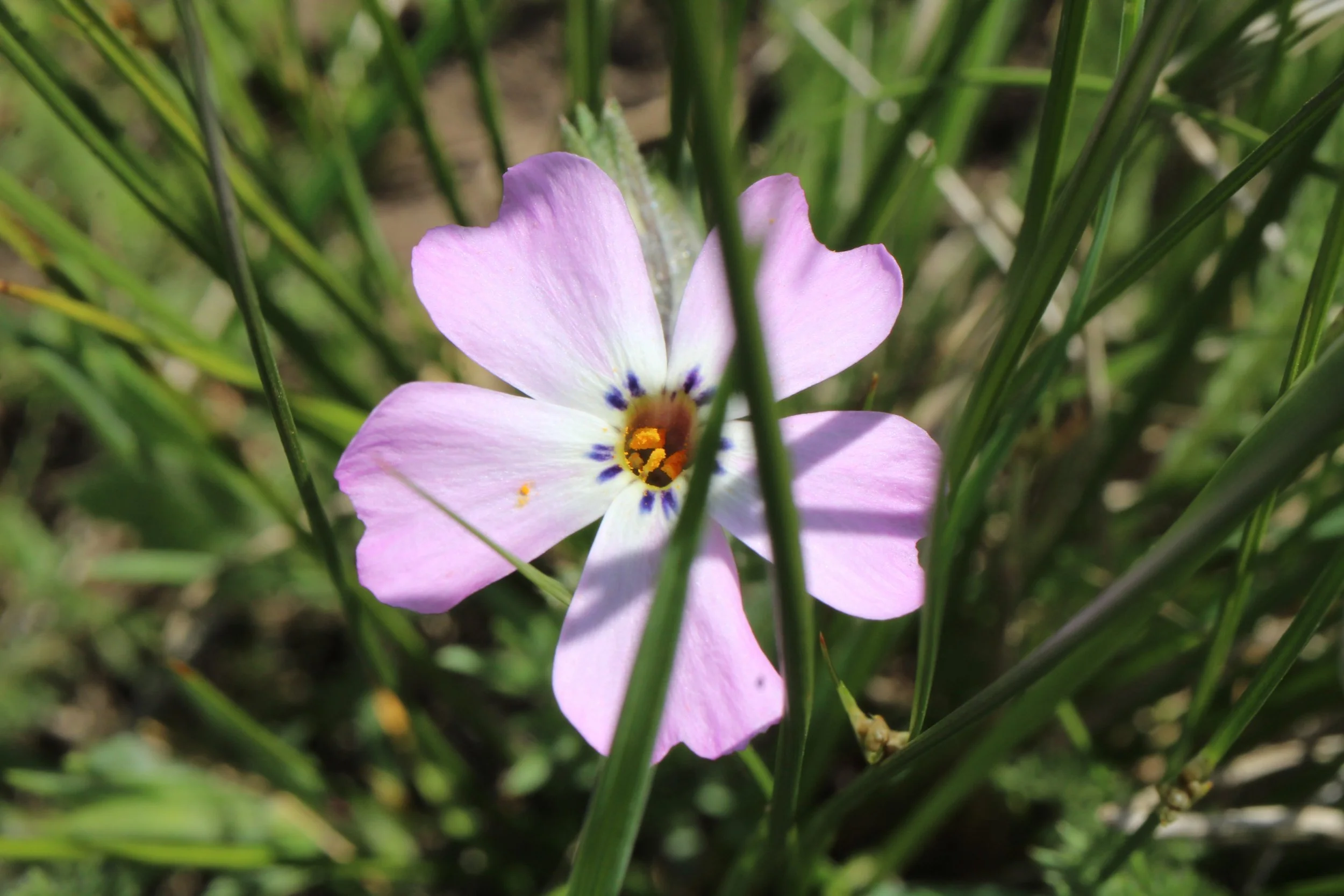Showy Phlox  //  Phlox speciosa  --  Crawford Oaks Trail 5/1/2025