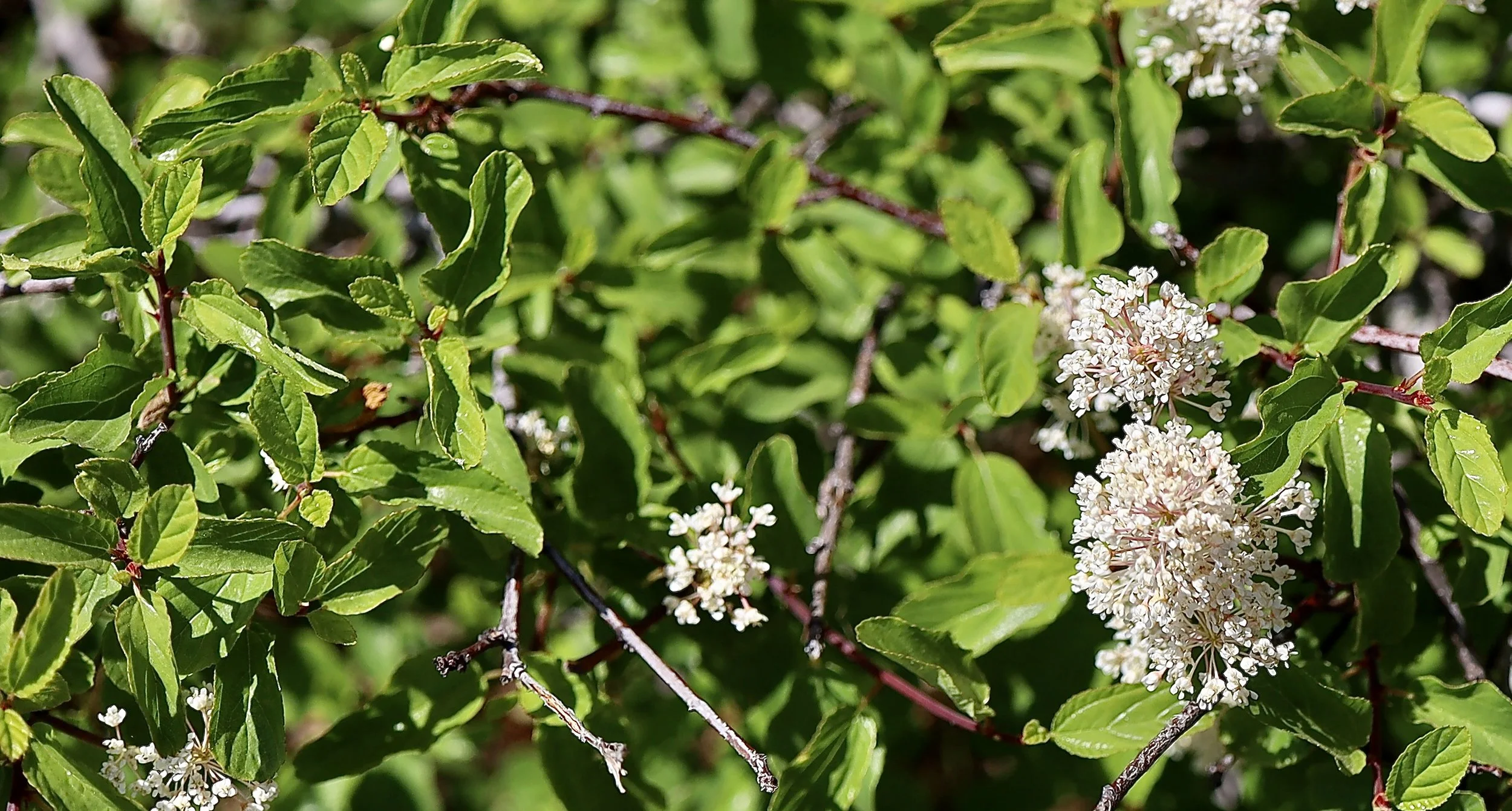 snowbrush with leaves.JPG