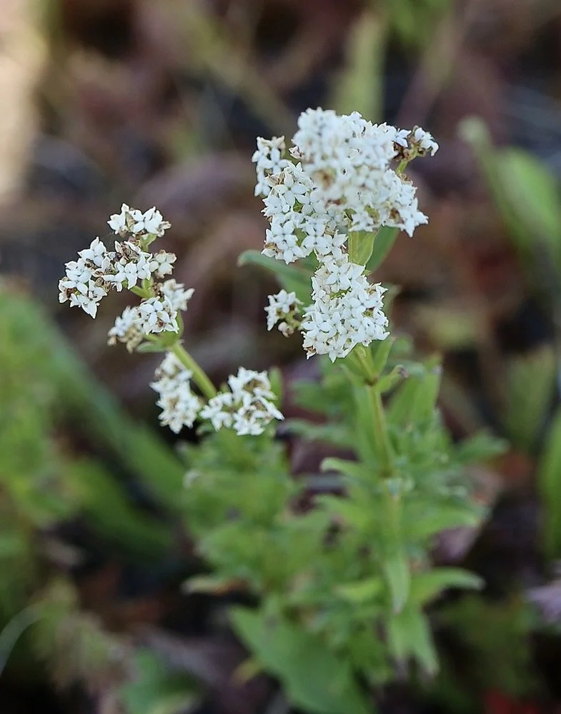 Northern Bedstraw  //  Galium boreale
Patti's Trail  7/2/2025