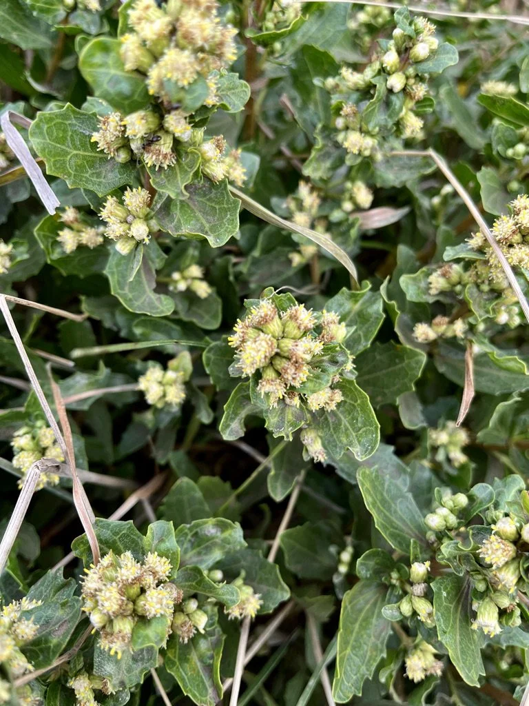 Coyote Brush  //  Baccharis pilularis