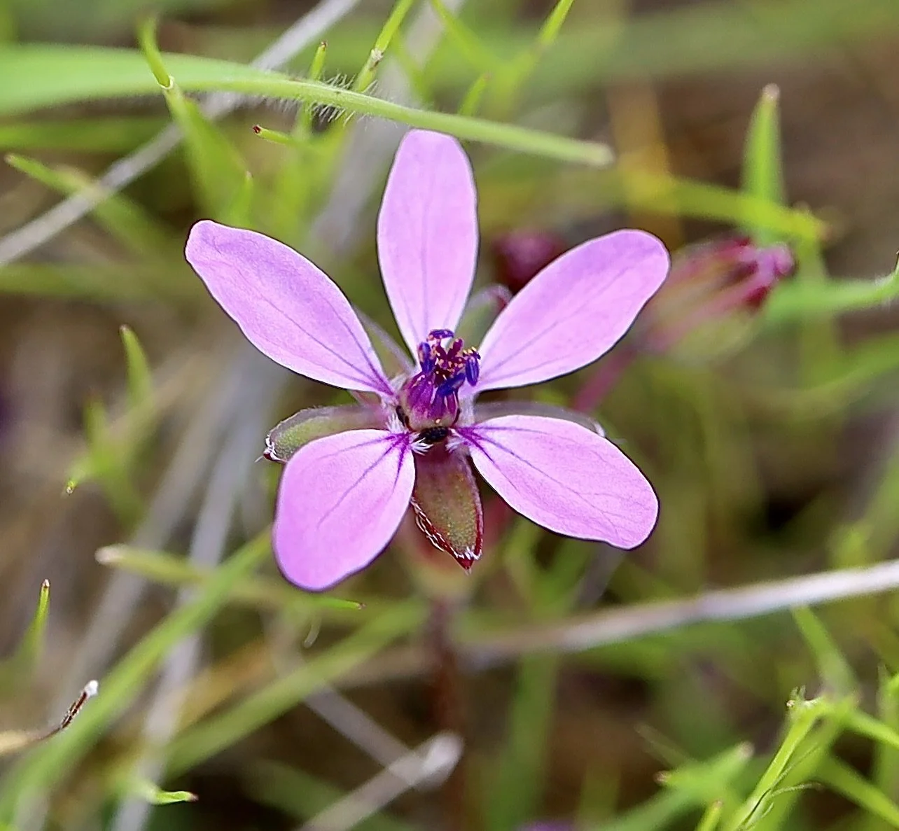 redstem stork's bill 3.JPG