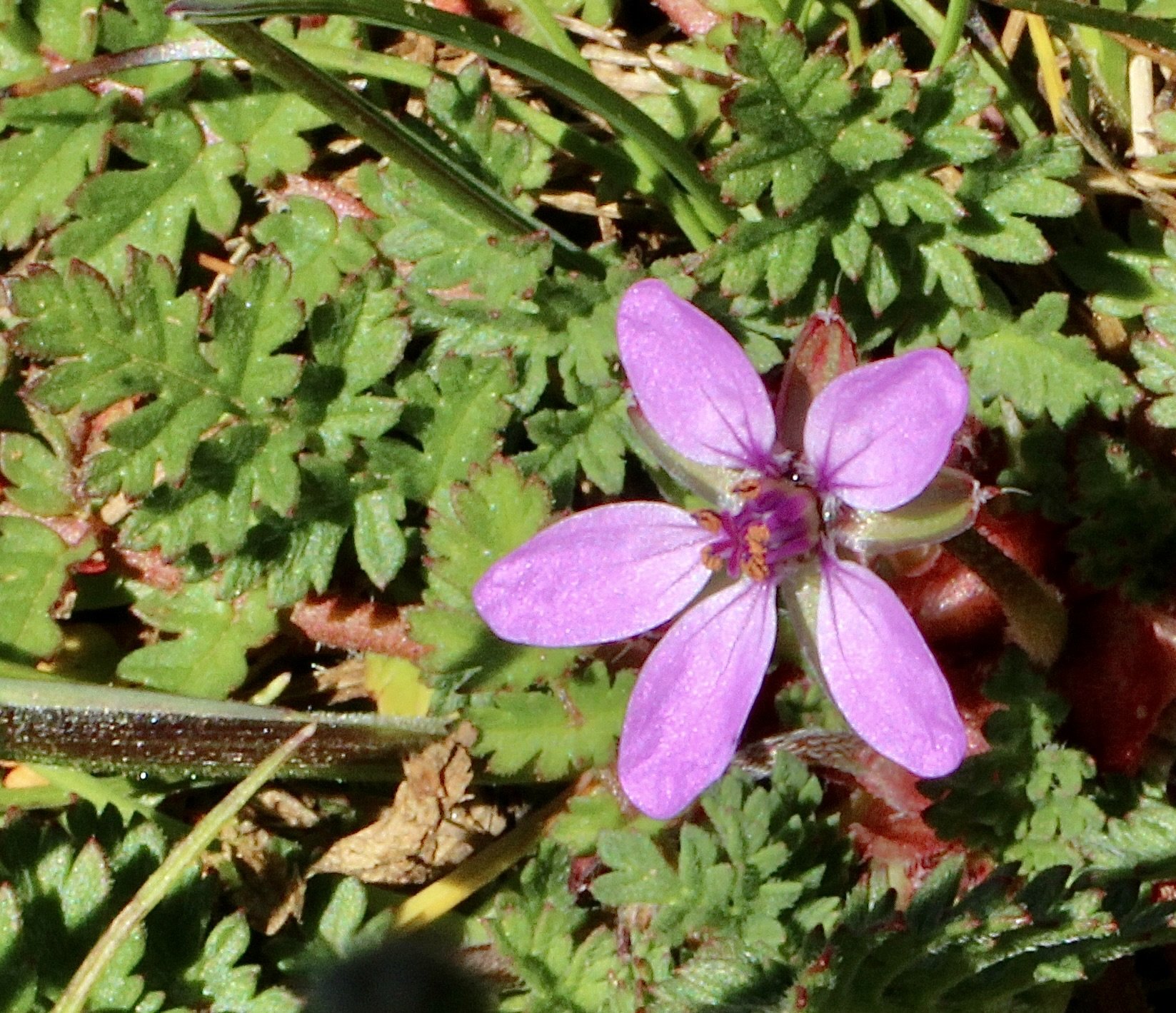 Fernlike leaves in a cluster at the base of the plant