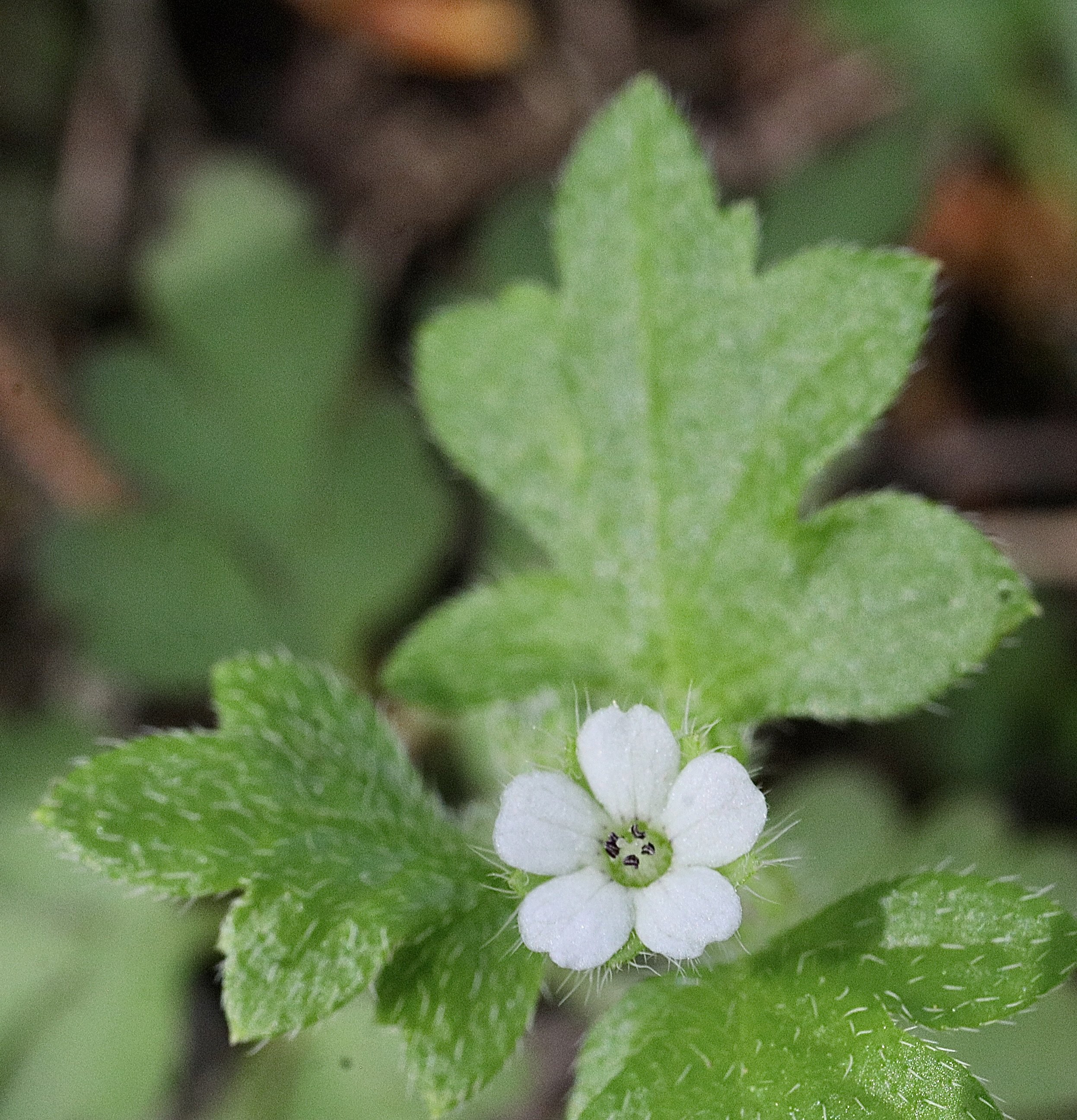 small flowered ndemophila 3.JPG