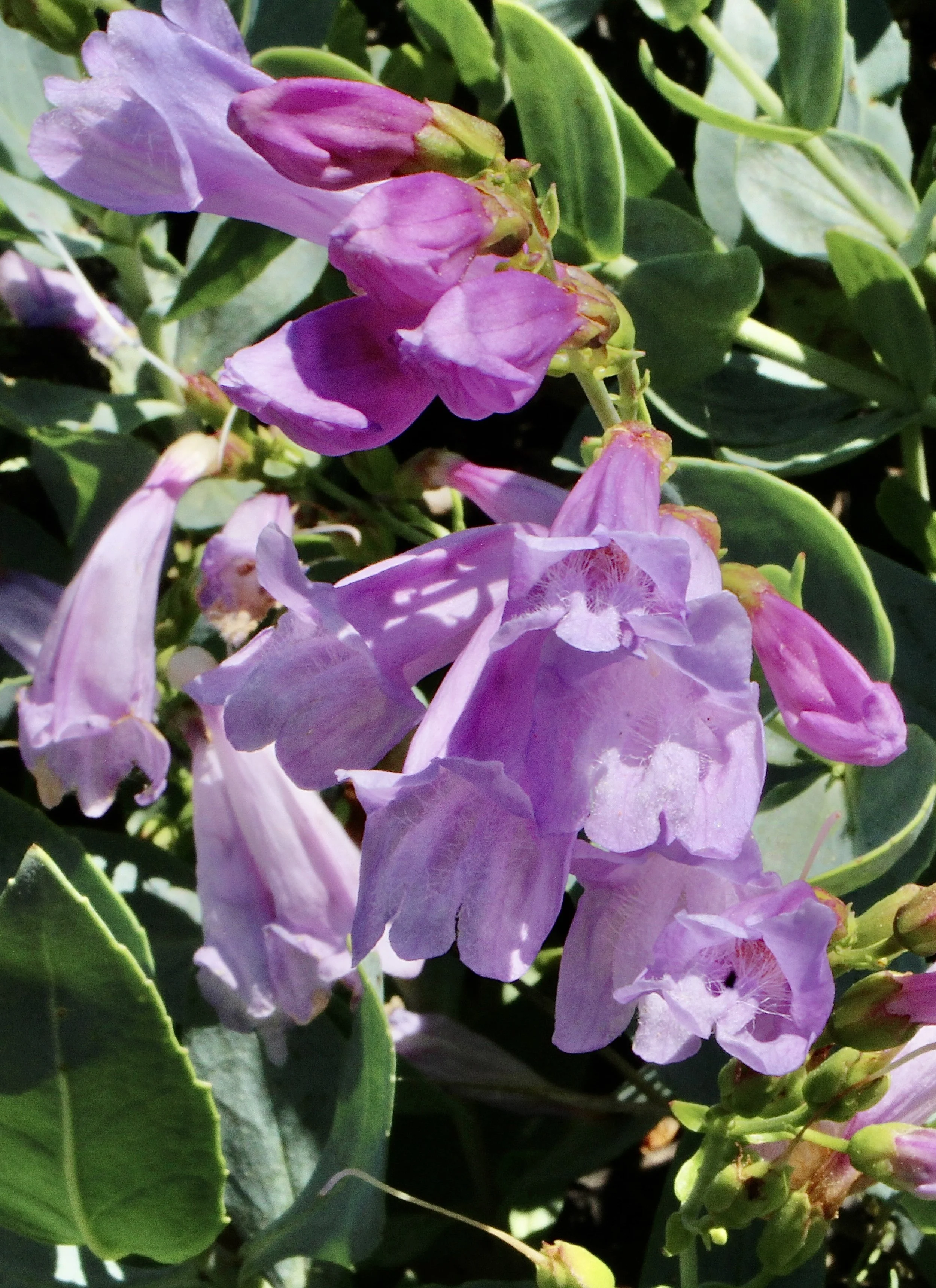 Click on this photo to return to the Red/Pink wildflowers page