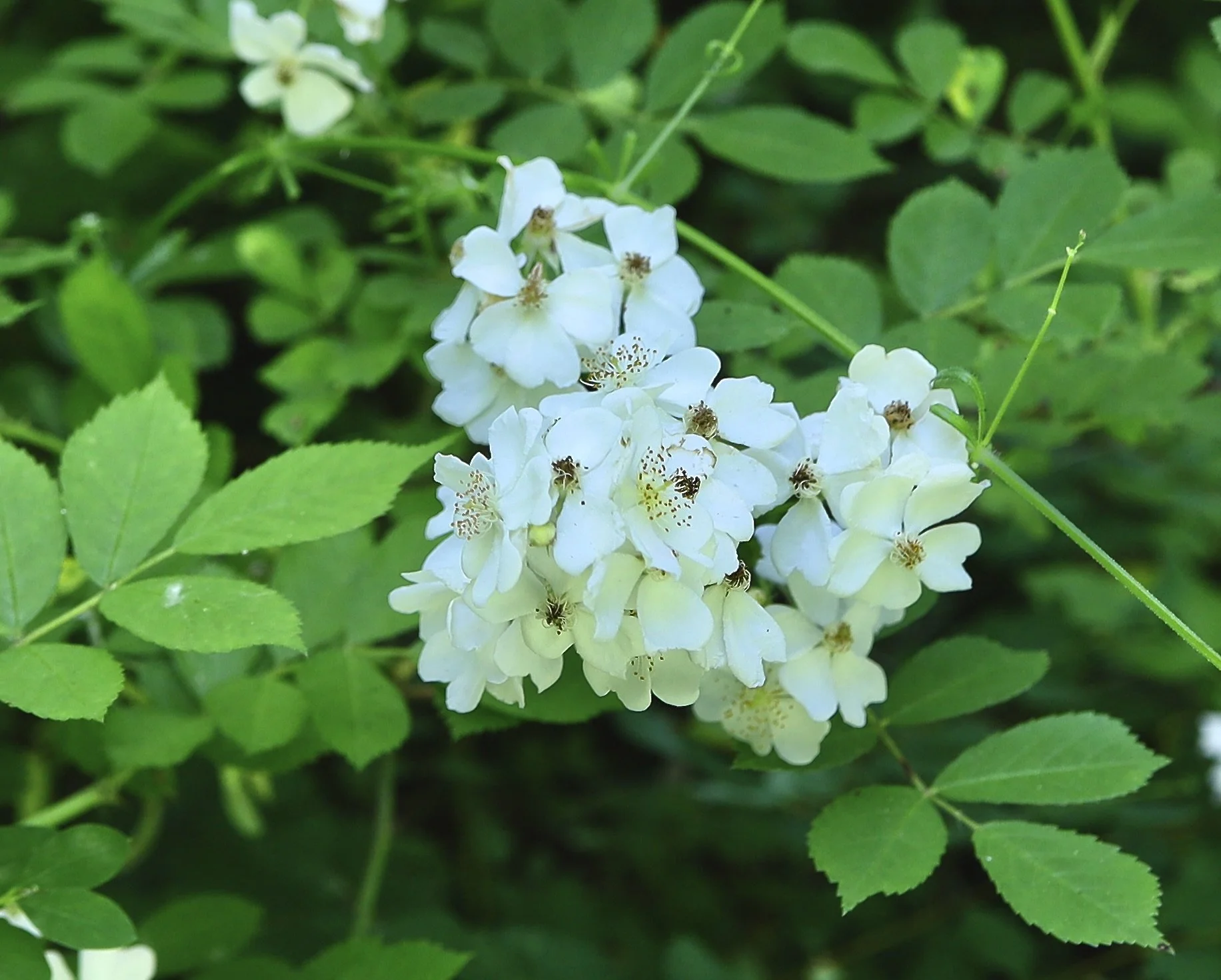 Click on this photo to return to the Shrubs and Small Trees page