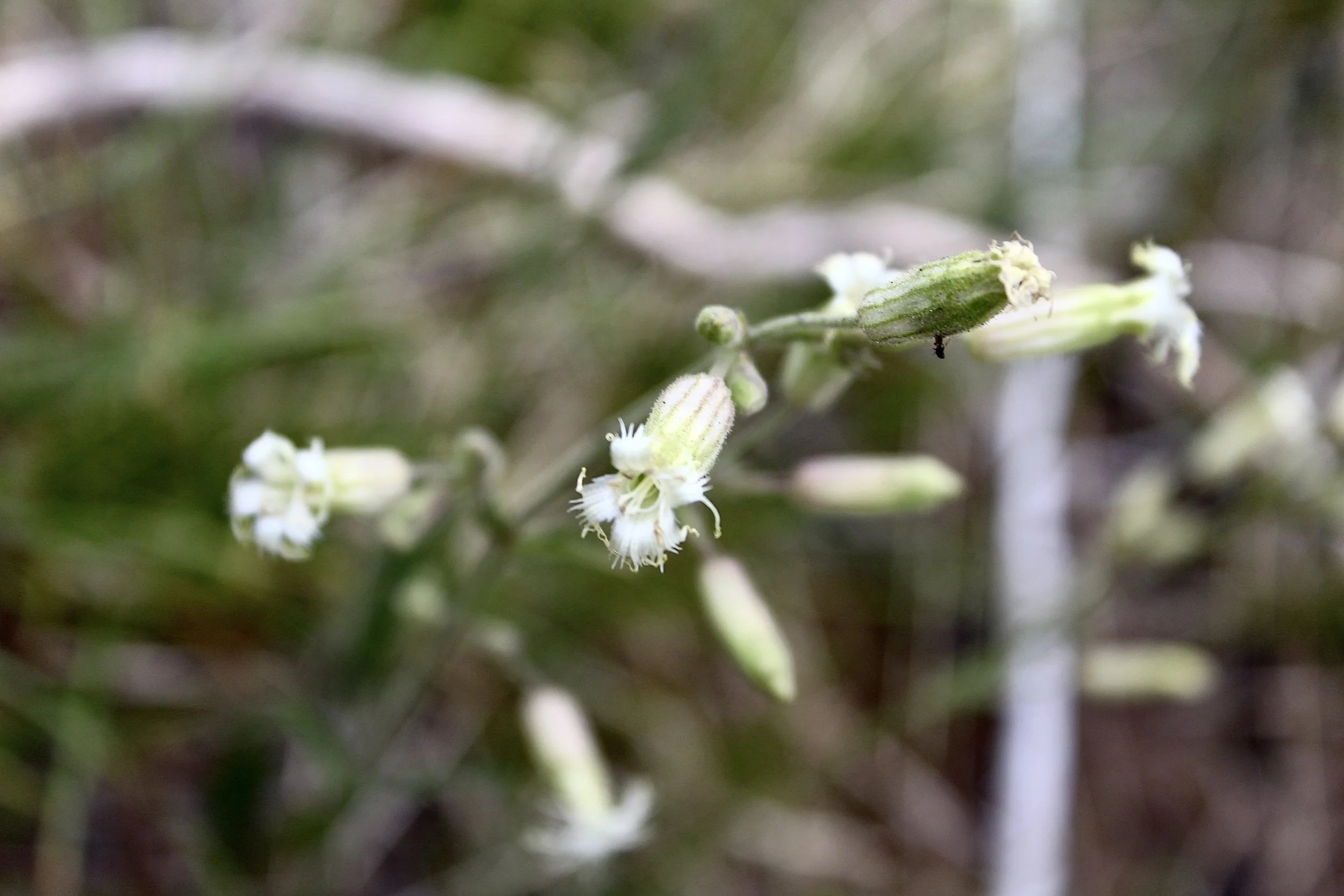 Photo from Crofton Ridge hike, July 4, 2018