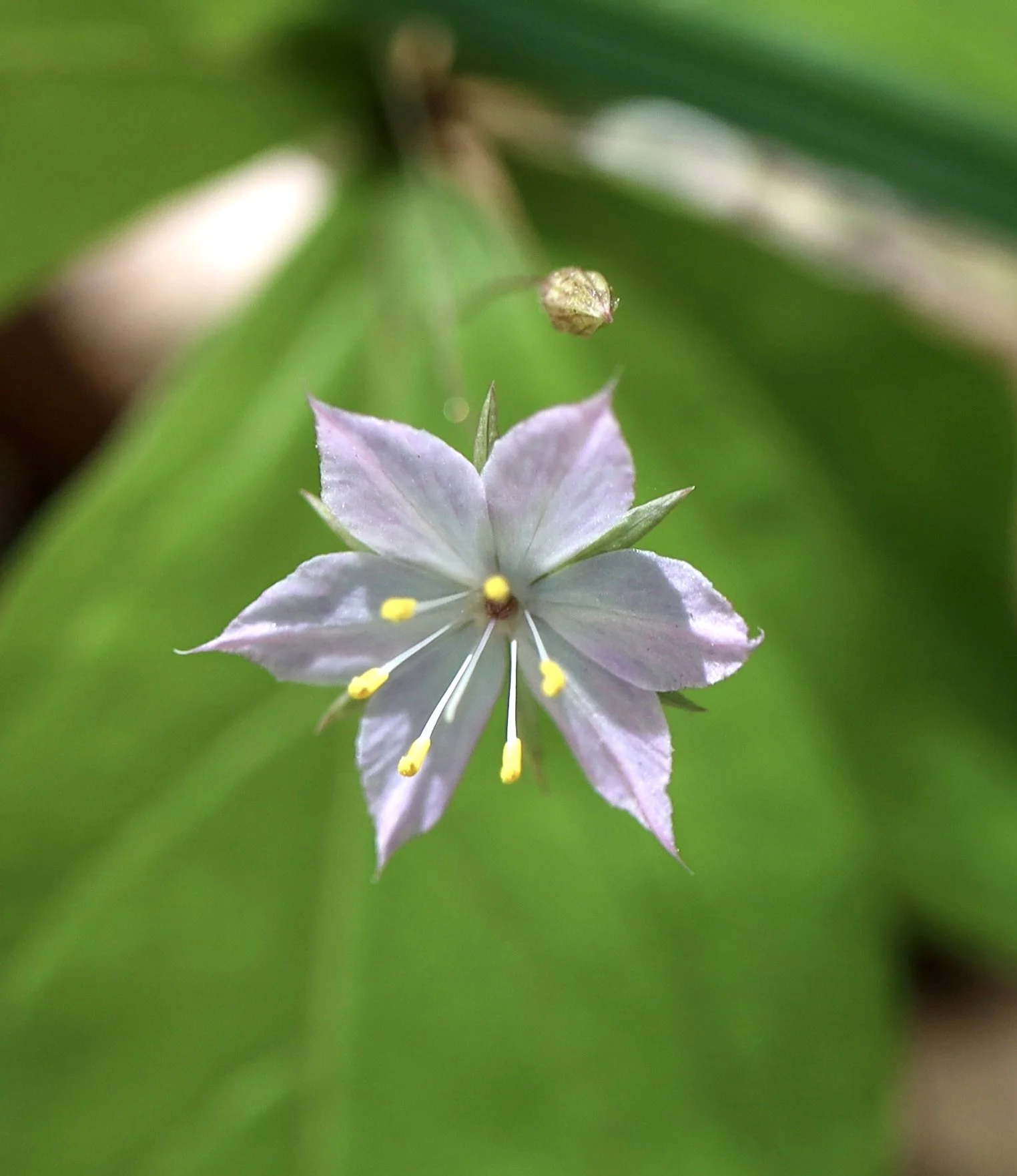 Click on this photo to return to the Red/Pink Wildflowers page