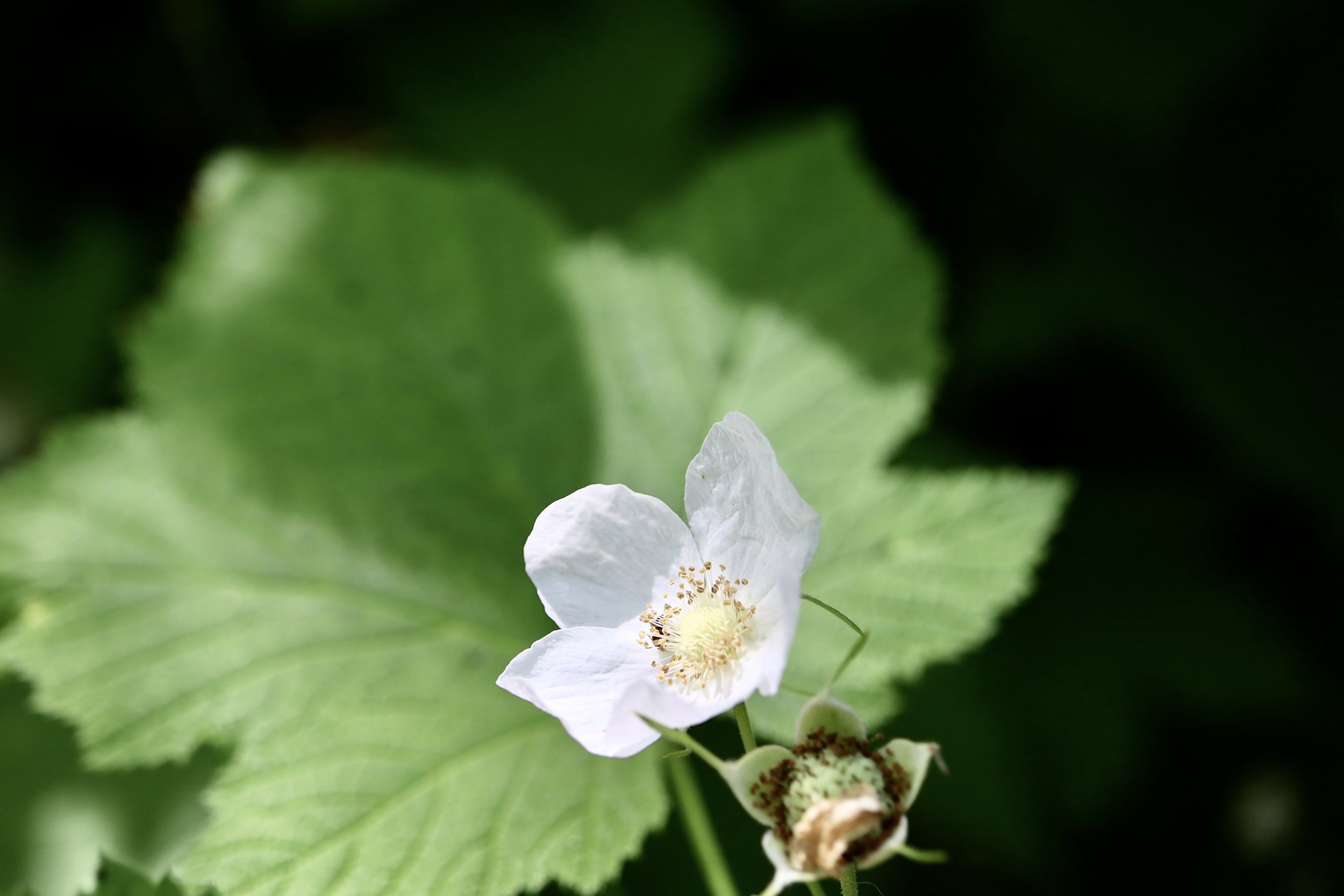 thimbleberry main.JPG