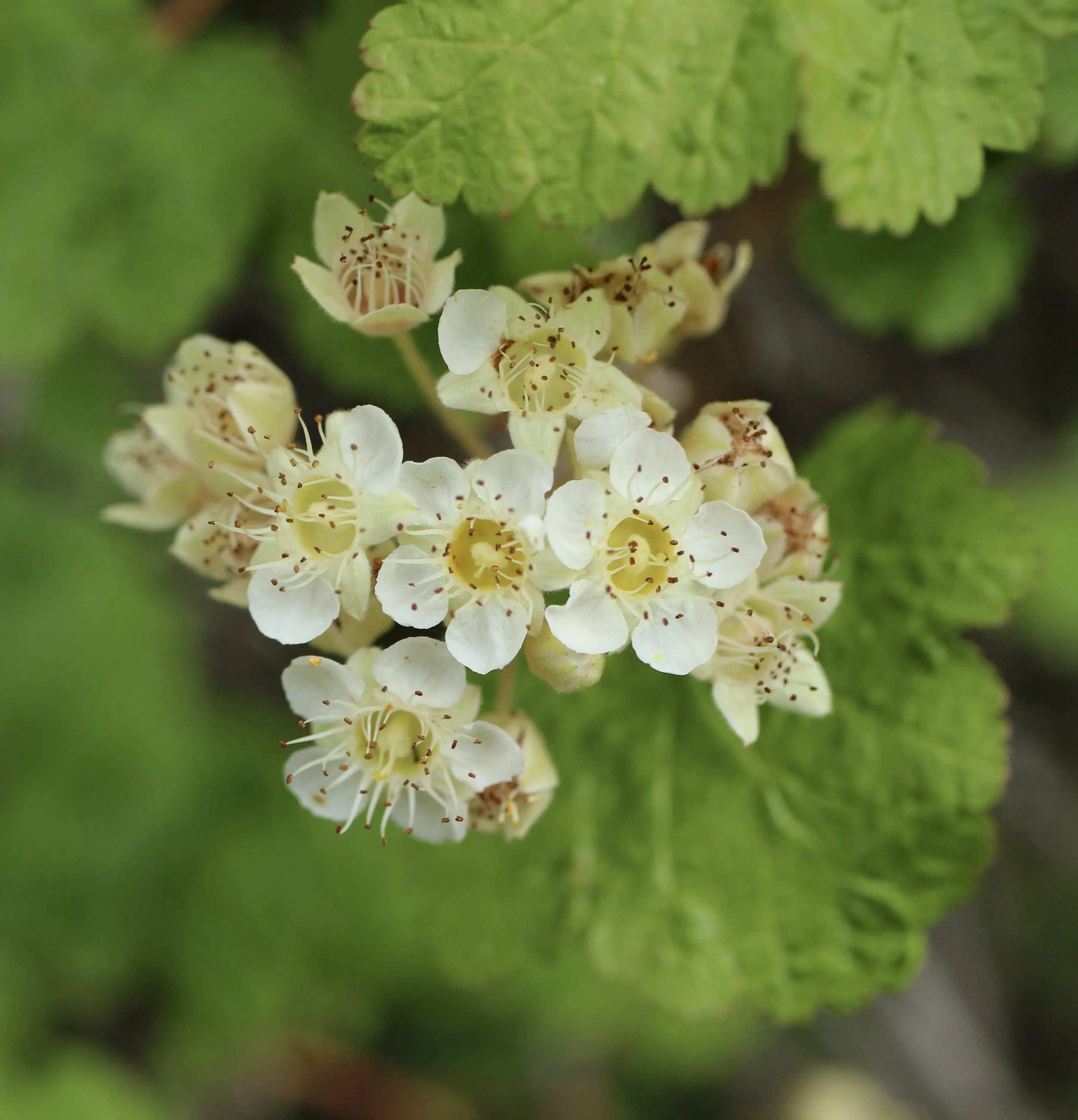 Black Hawthorn  //  Crataegus doouglasii