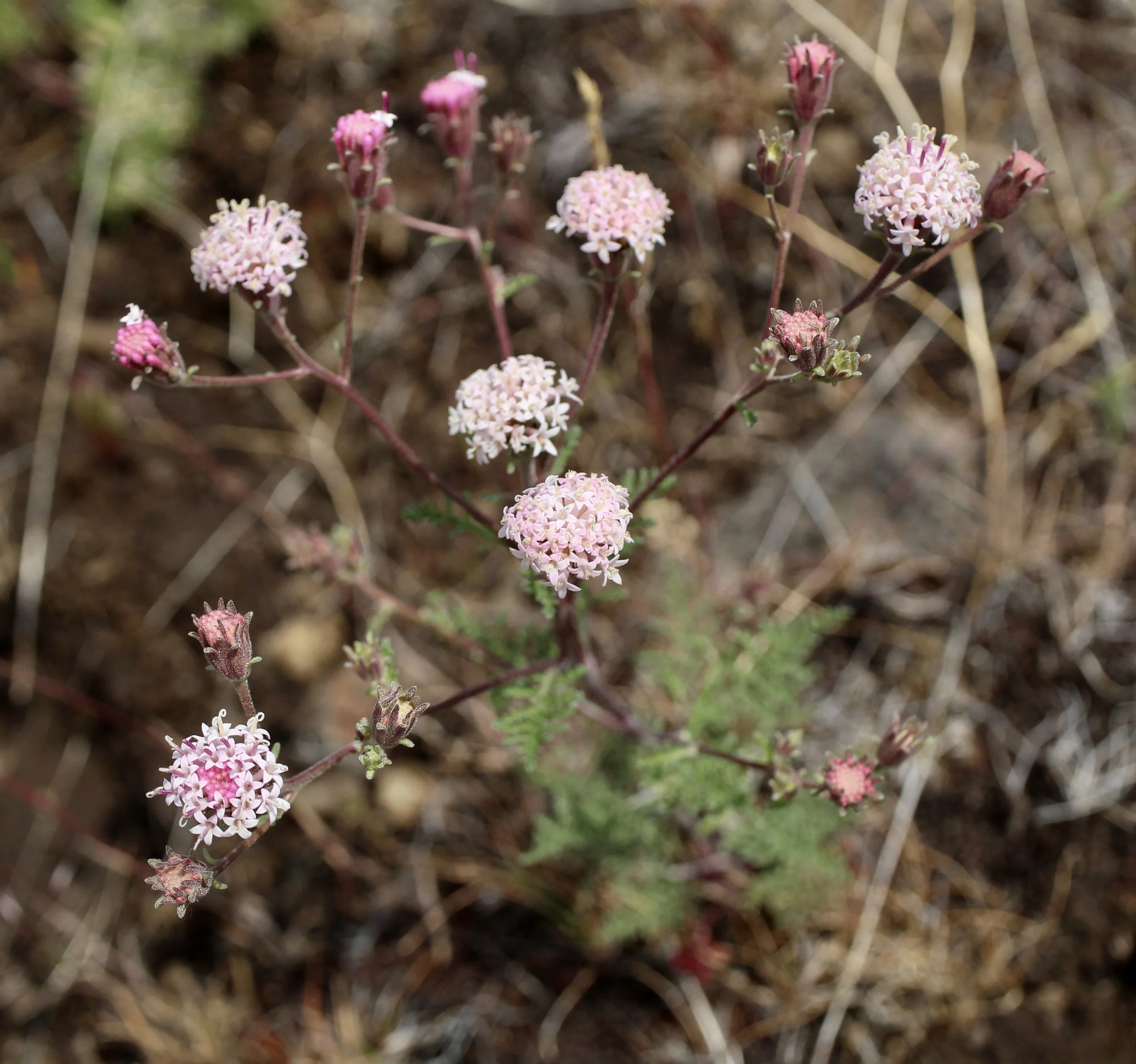Click on this photo to return to the Red/Pink Wildflowers page
