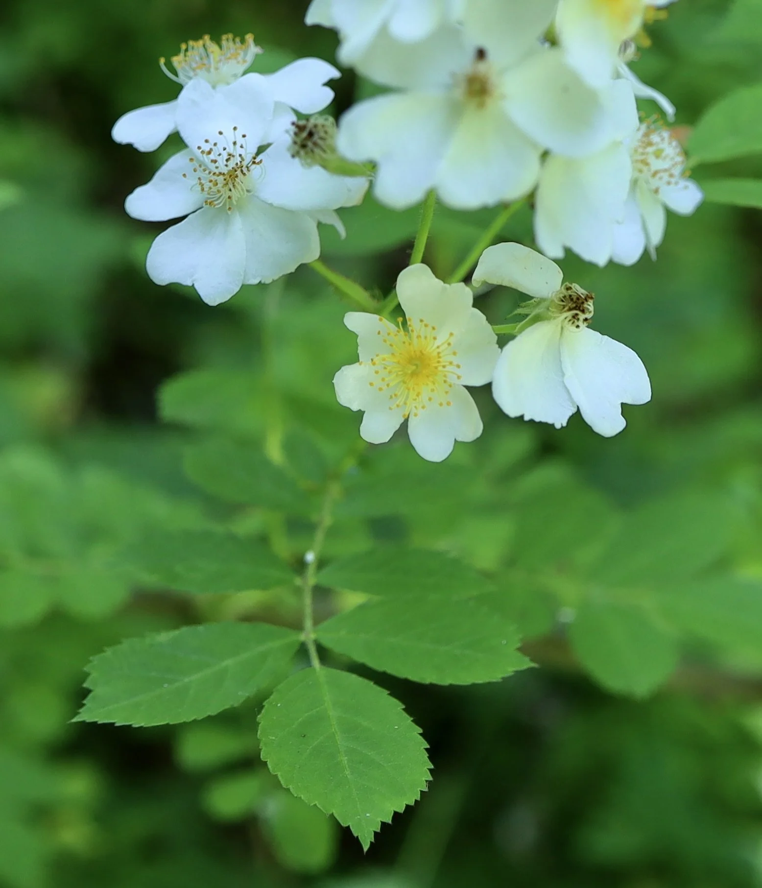 Multiflora Rose  //  Rosa multiflora