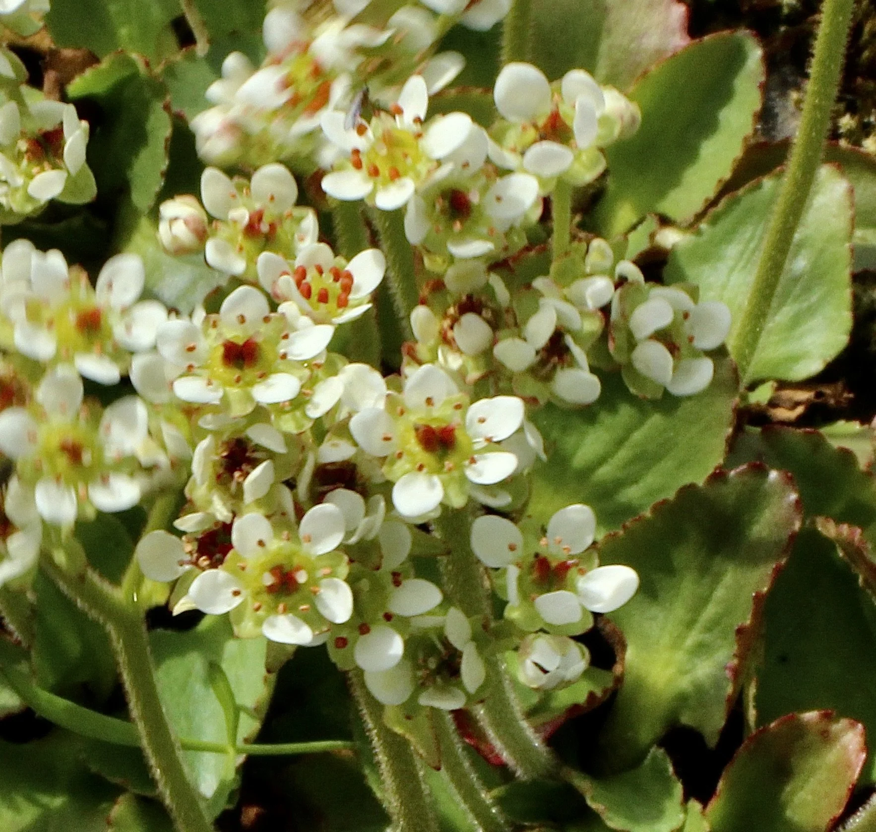 western saxifrage 8.JPG