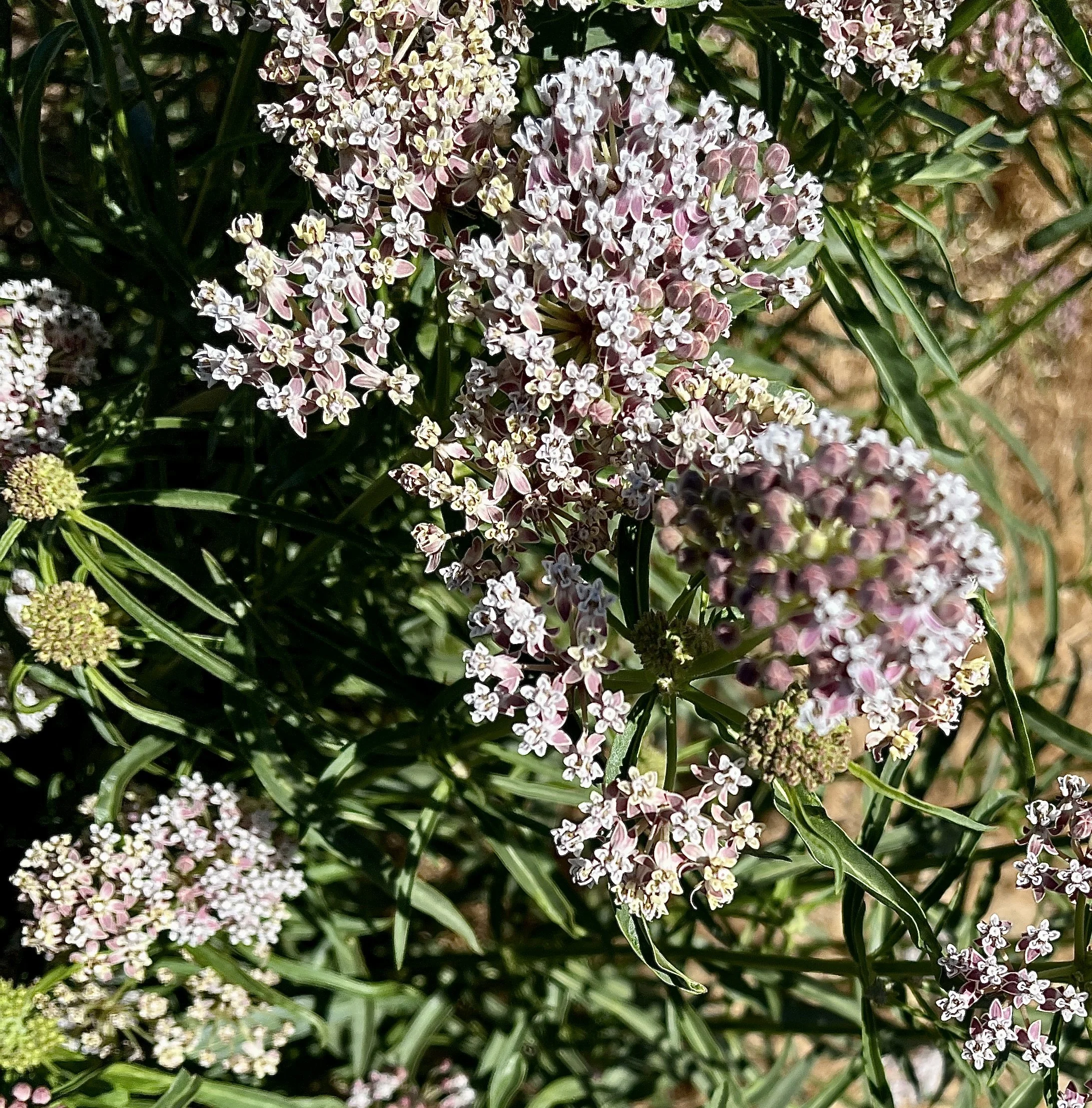 Narrow-Leaved Milkweed  //  Asclepias fascicularis  --  Tom McCall Preserve, Plateau Trail, Sha-Sha Loop 7/10/2025