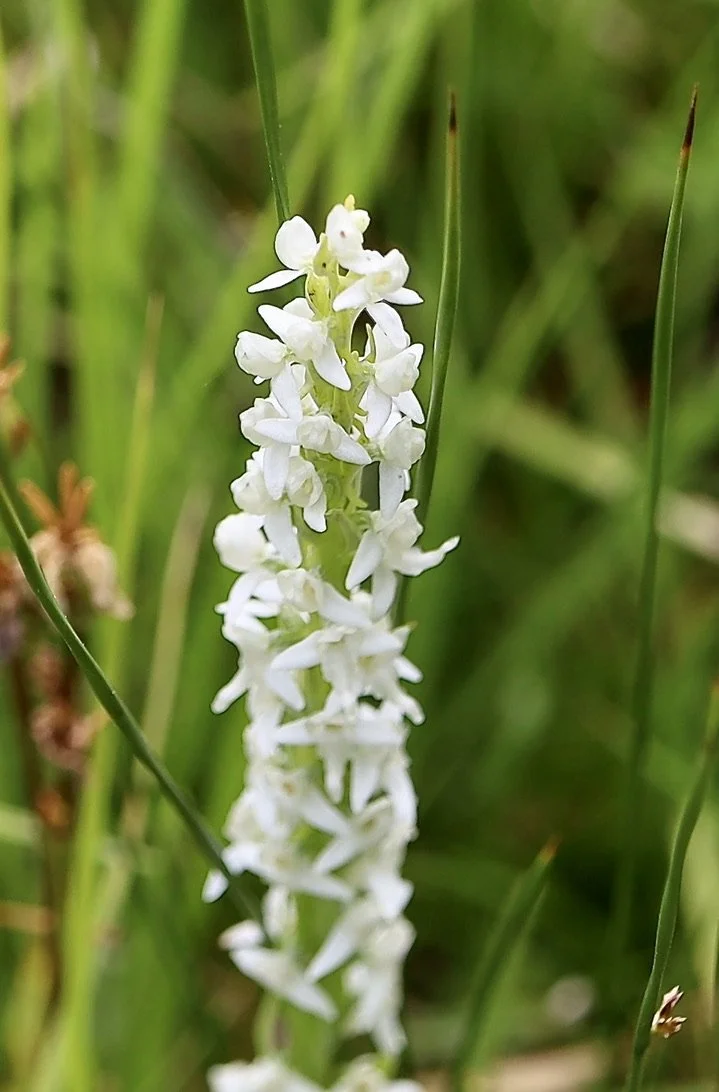 Tall White Bog Orchid  //  Platanthera dilatata var. dilatata  --  Kelly's Prairie  7/3/2025