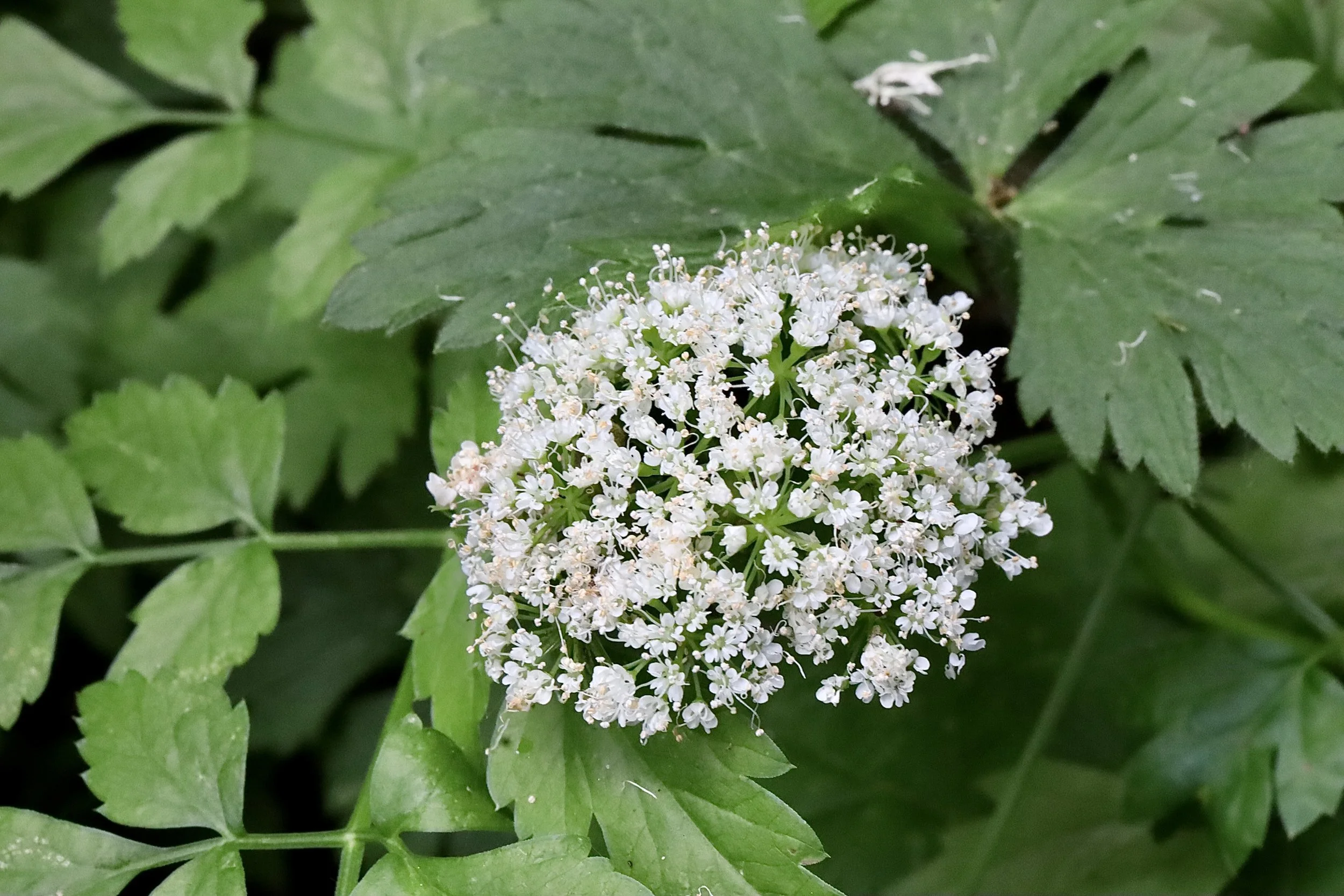 Water Parsley  //  Oenanthe sarmentosa  --  Camassia Nature Preserve  7/1/2026