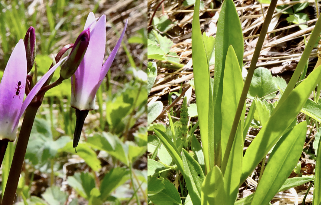 Alpine Shooting Star  //  Primula tetrandra  --  Babyshoe Pass 6/1/2026