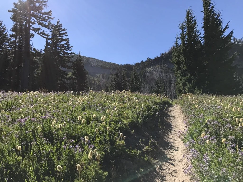 Vista Ridge Trail on Mt Hood