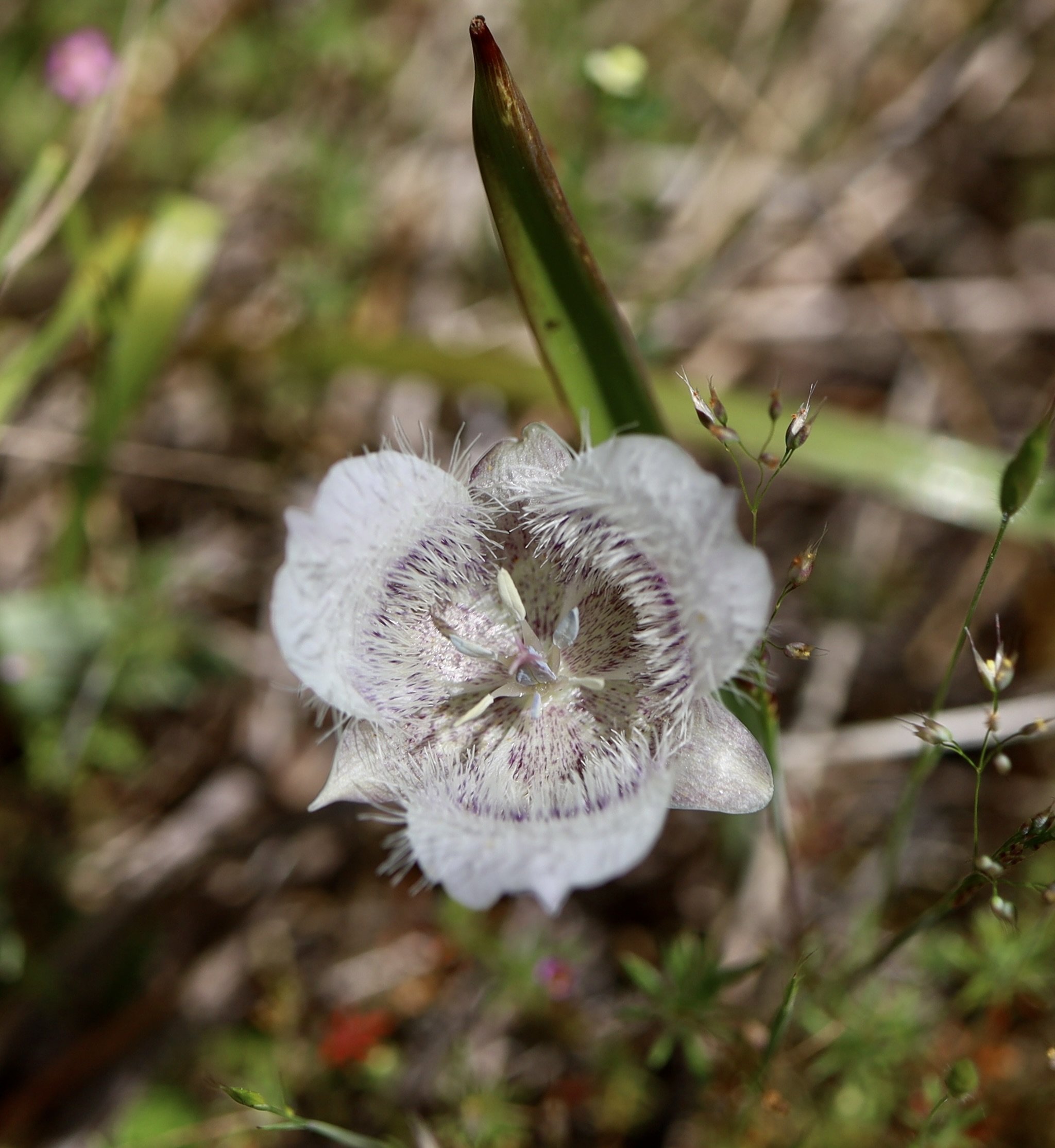 Tolmie's Mariposa Lily  //  Calchortus tolmiei
Horse Rock Ridge 6/6/2025