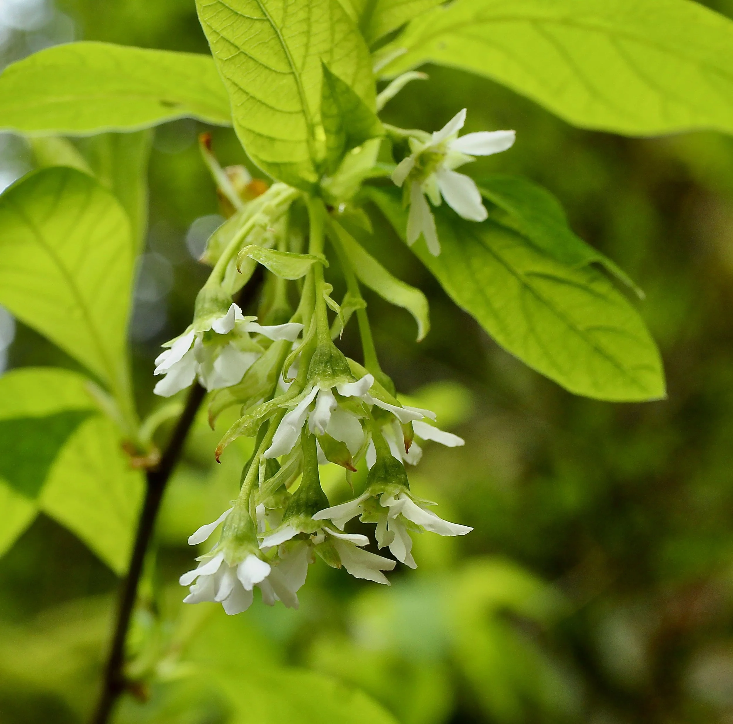 Click on this photo to return to the Shrubs and Small Trees page