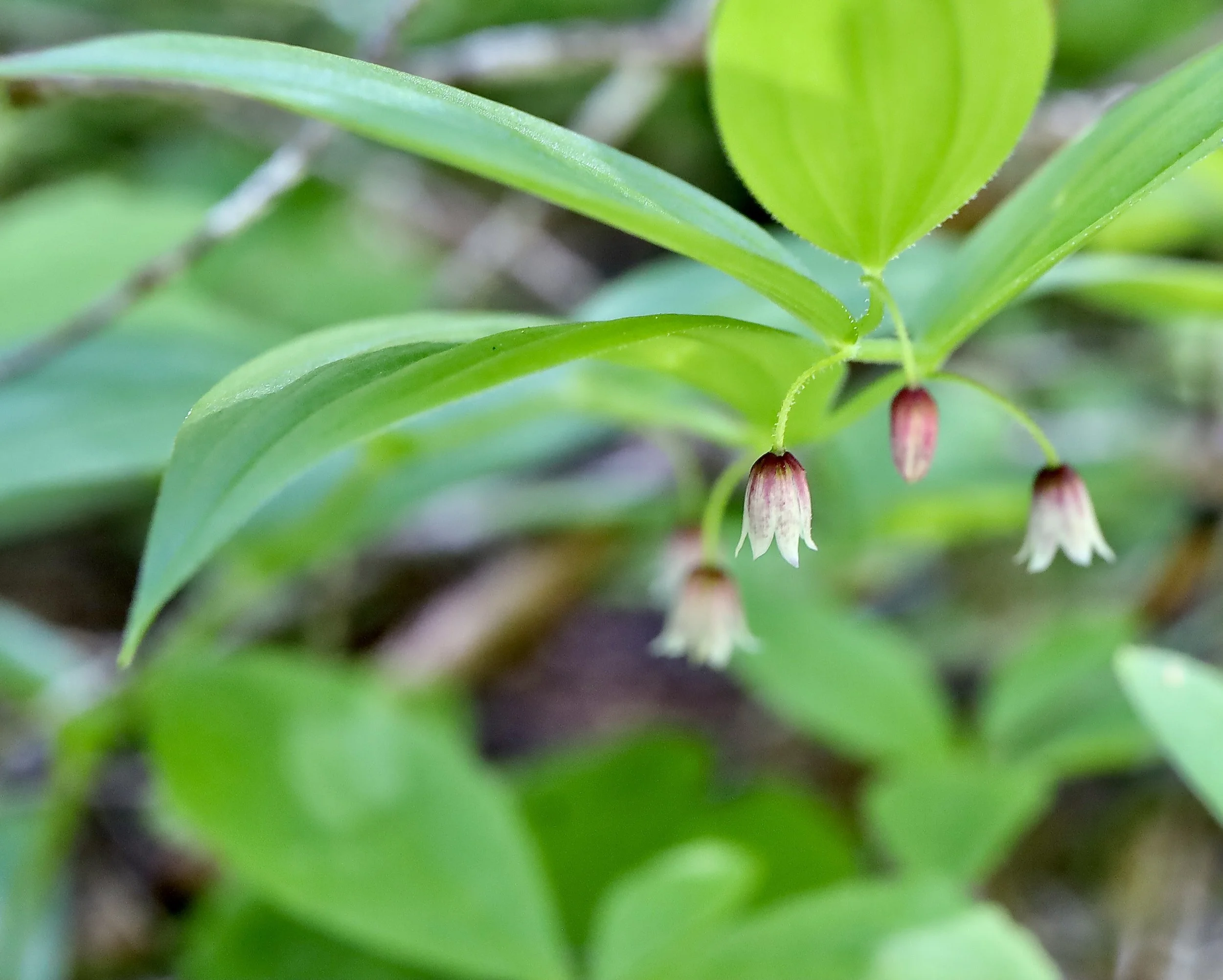 Rosy Twisted Stalk  //  Streptopus lanceolatus  --  Placid Lake Trail 6/17/26