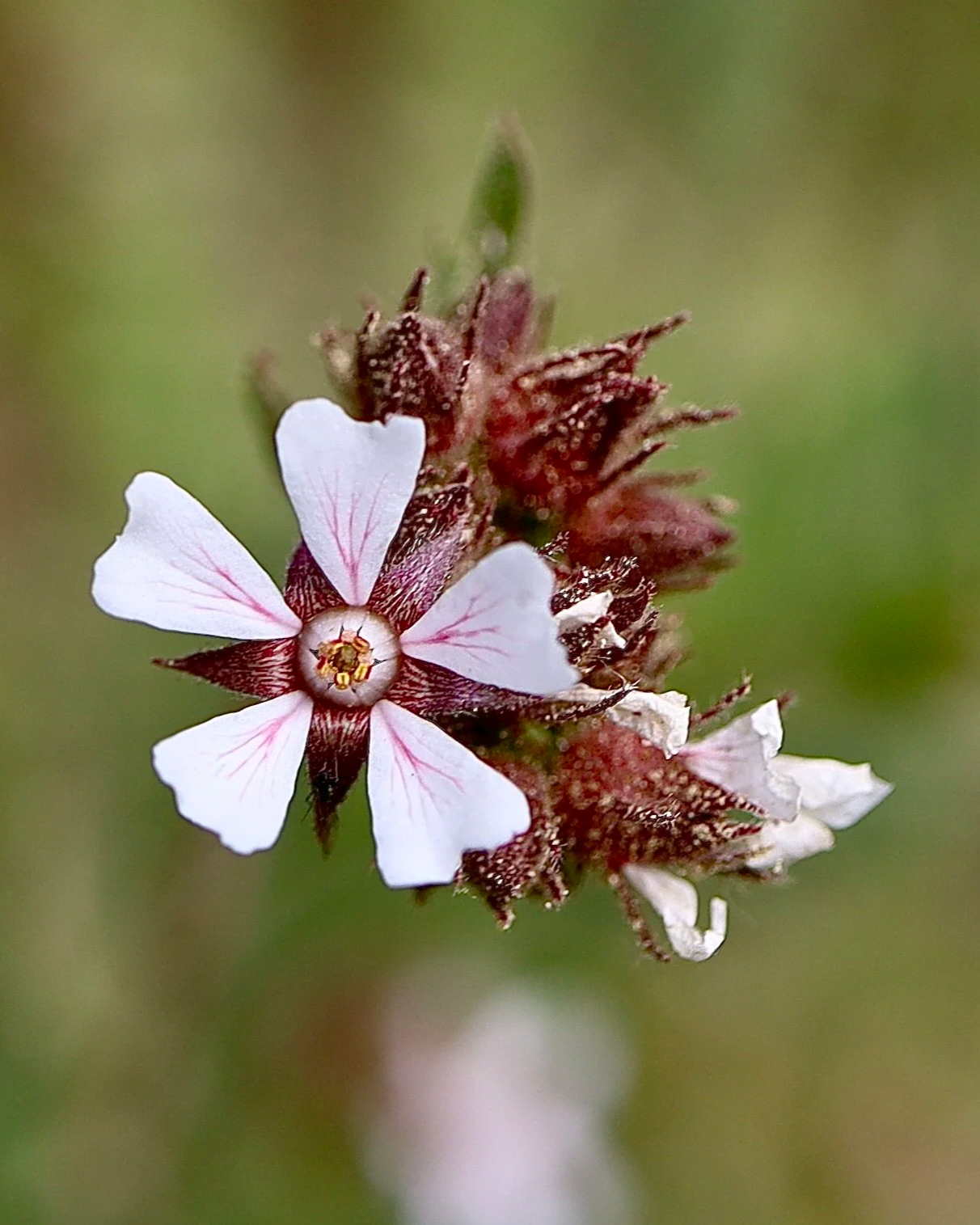 Click on this photo to return to the White Wildflowers page