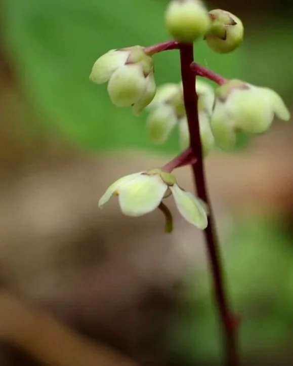 white+veined+wintergreen.jpg