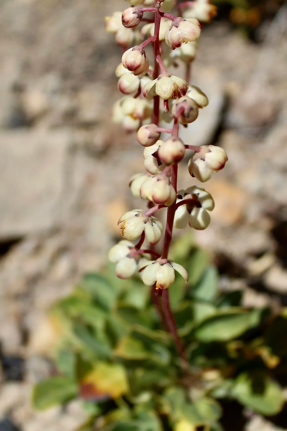 Click on this photo to return to the White Wildflowers page