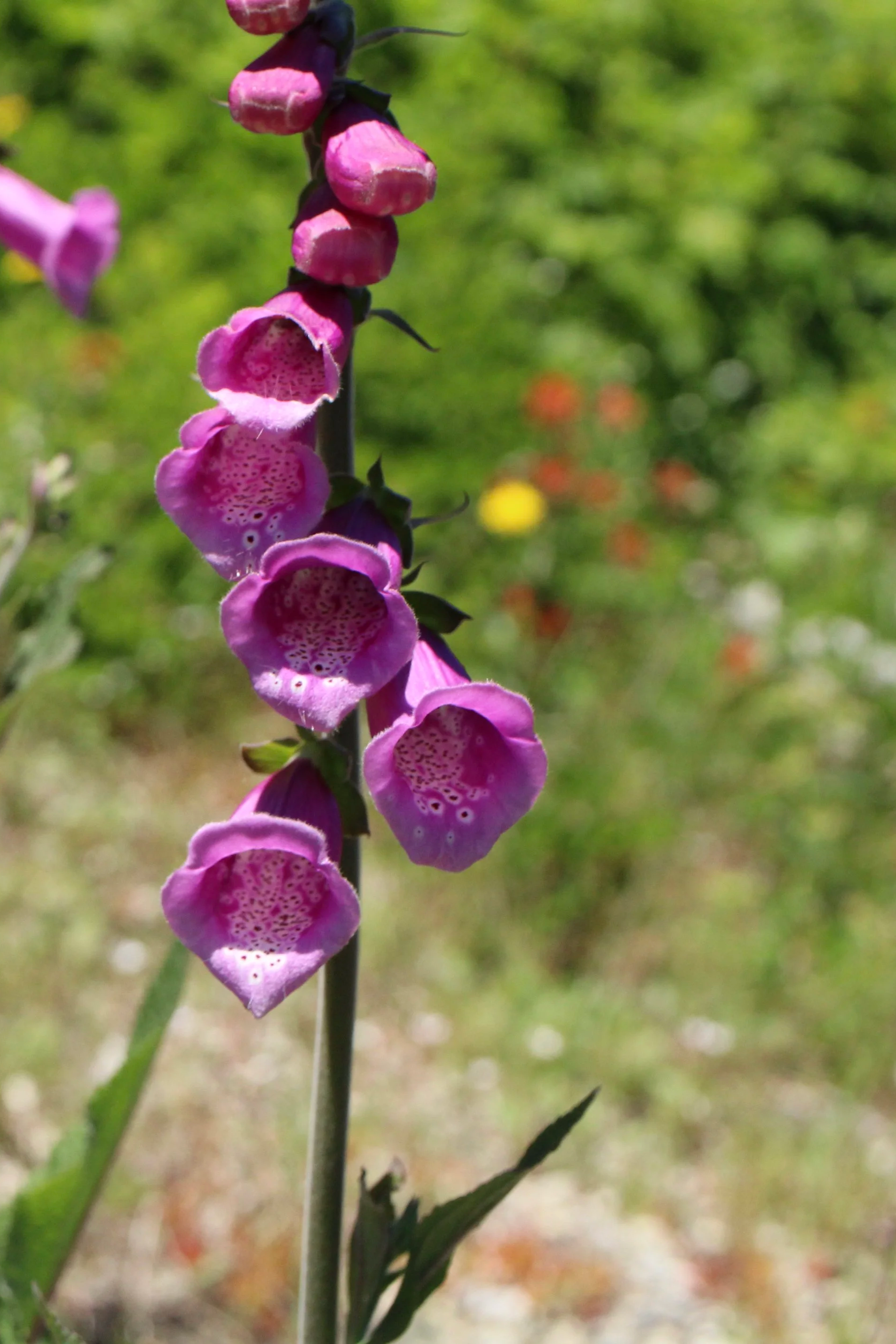 Click on this photo to return to the Blue/Purple/Brown/Green Wildflowers page
