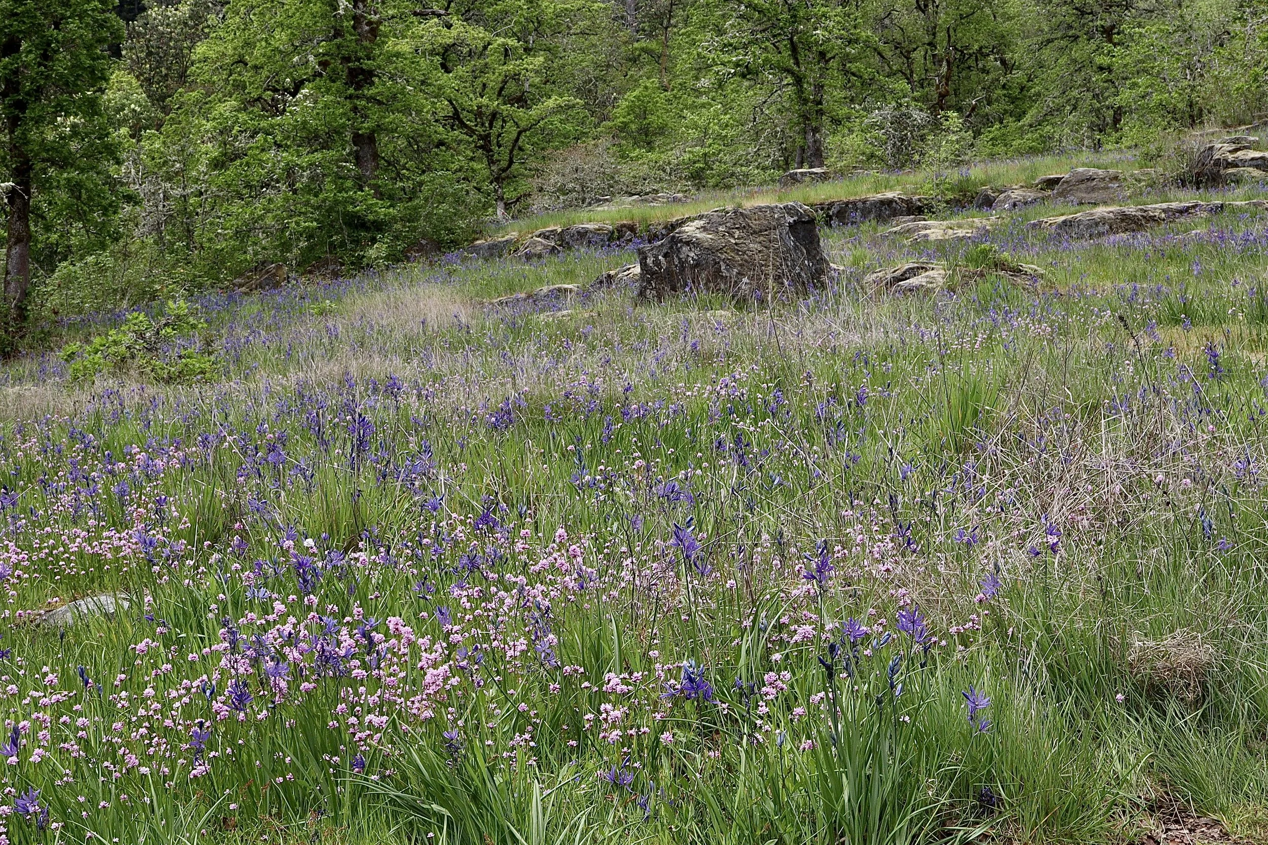 Camassia Nature Preserve, April 20, 2026