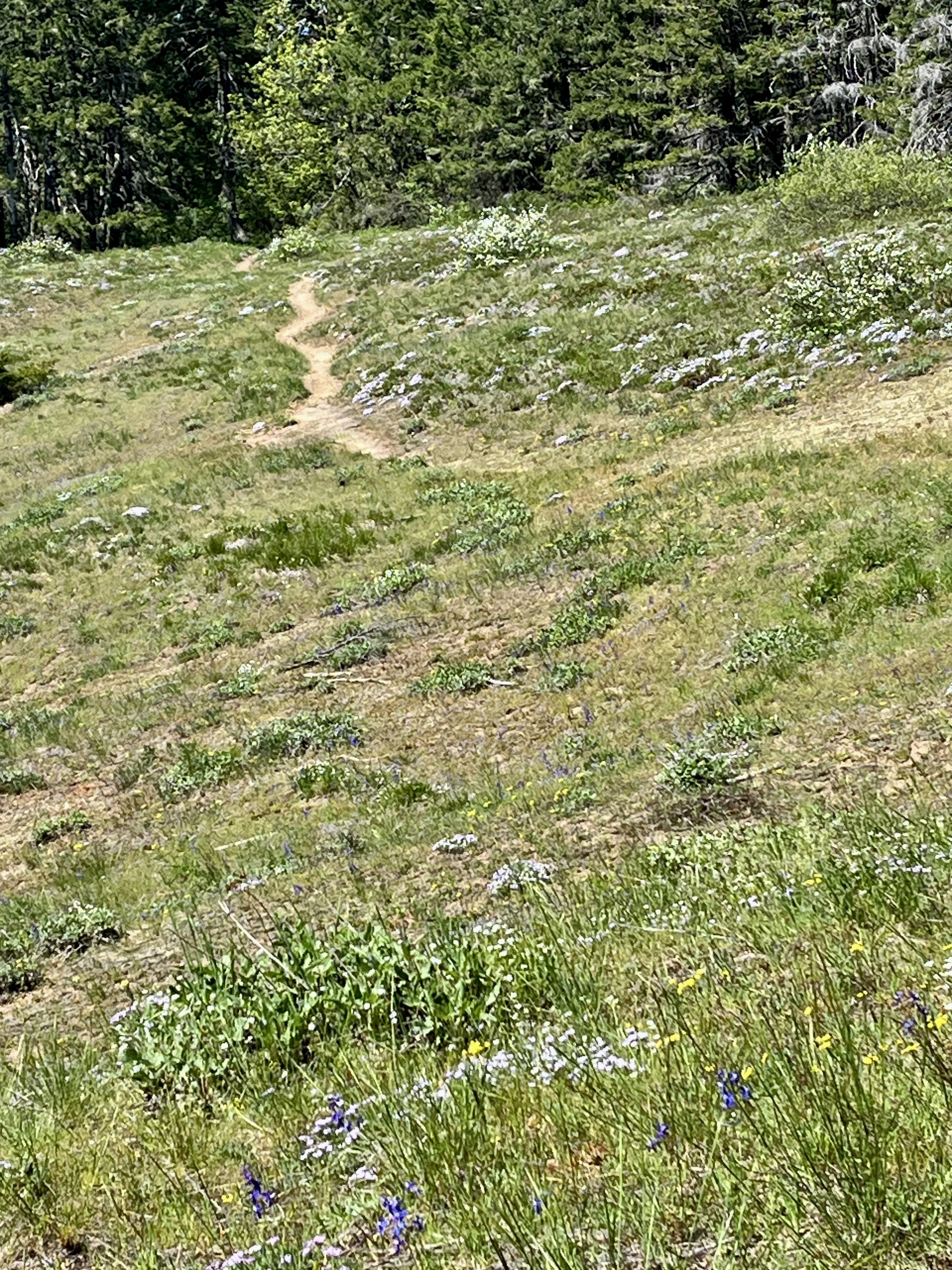 Grassy Knoll Trail,    May 4, 2026