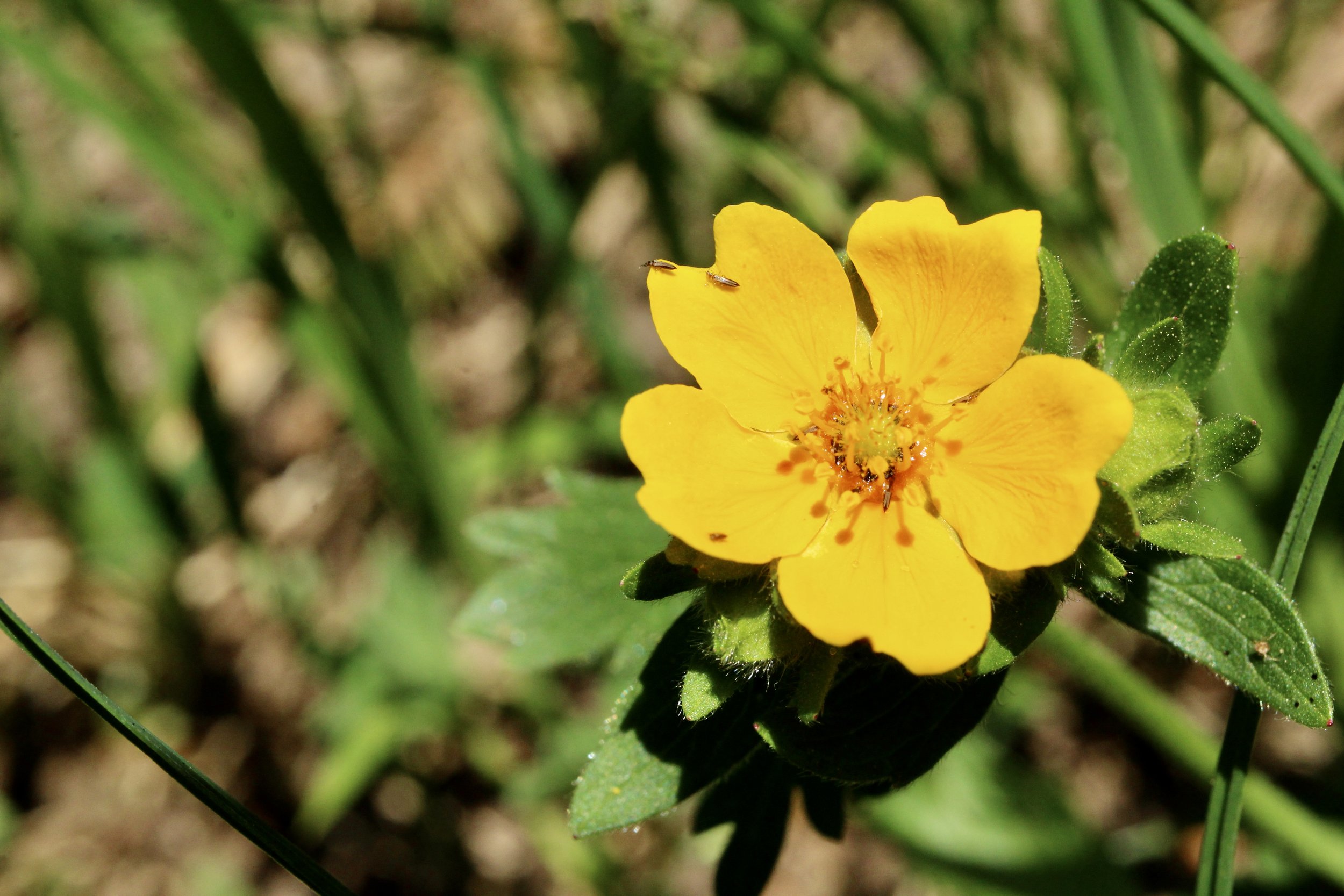 Photo taken on Divide Camp trail, July 26, 2022.  Click on this photo to return to the Yellow/Orange Wildflowers page