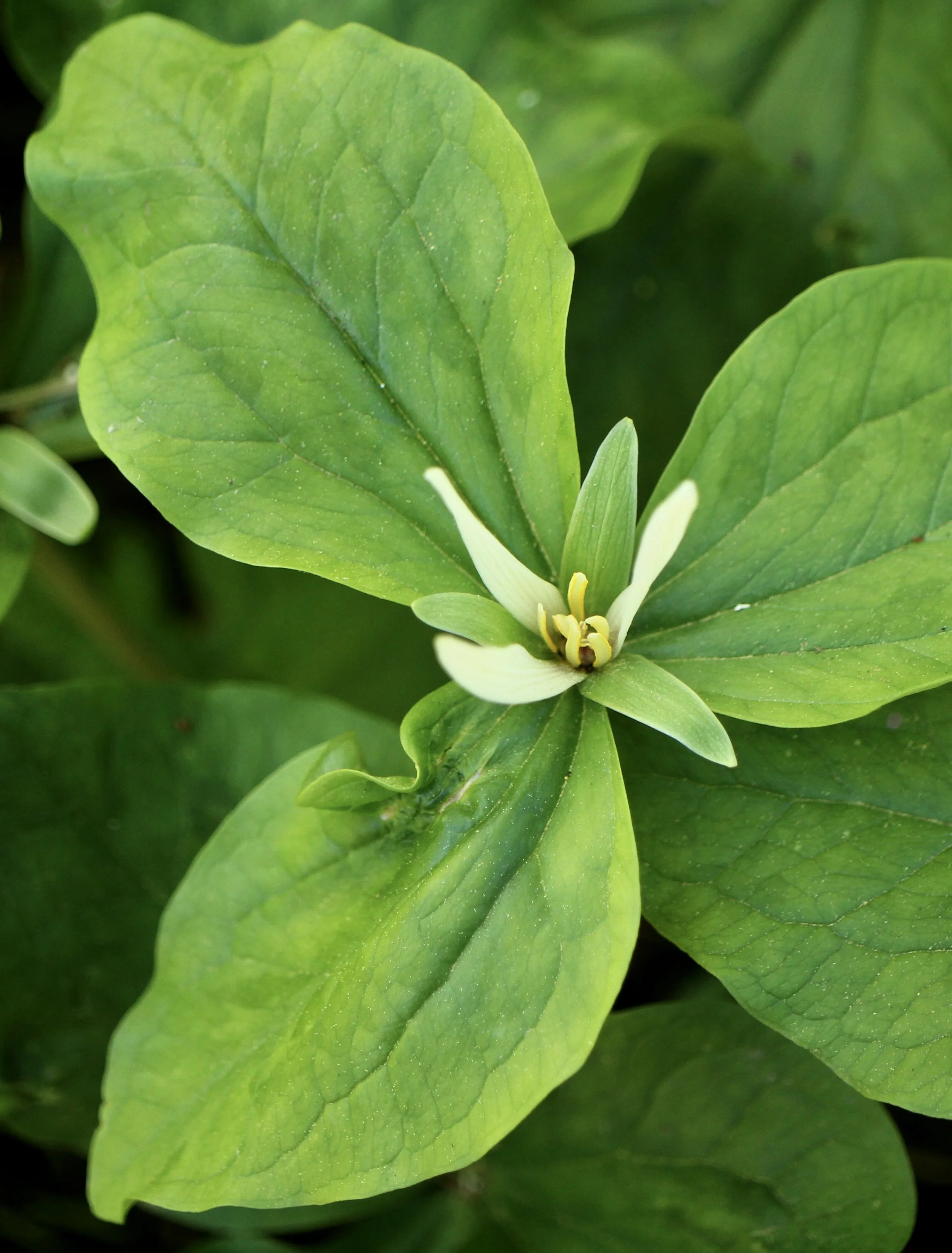 Click on this photo to return to the White Wildflowers page