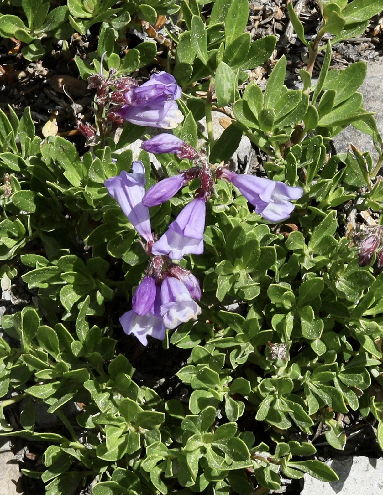 davidson's penstemon 1.JPG