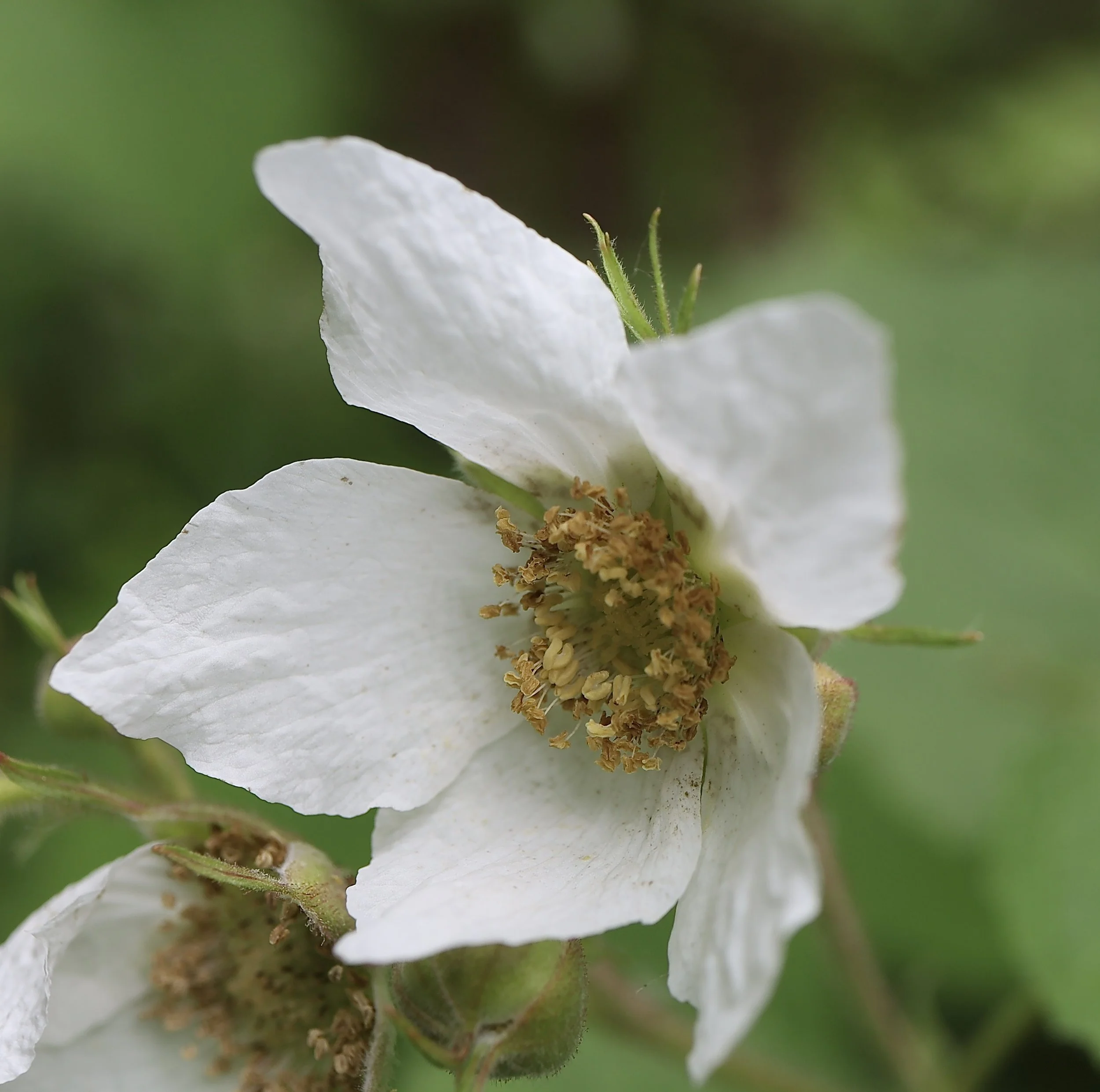 flower side view.JPG