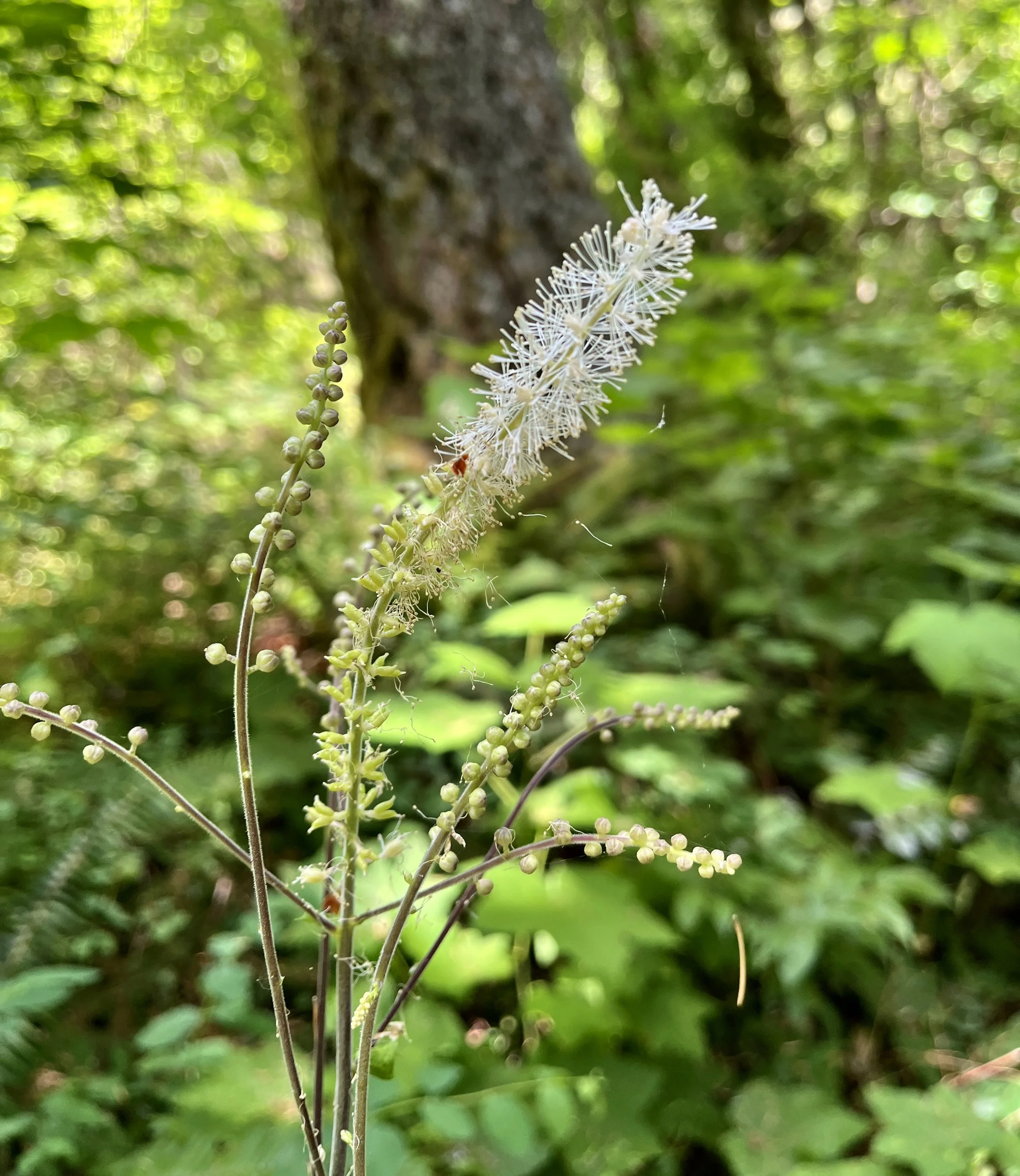 Click on this photo to return to the White Wildflowers page