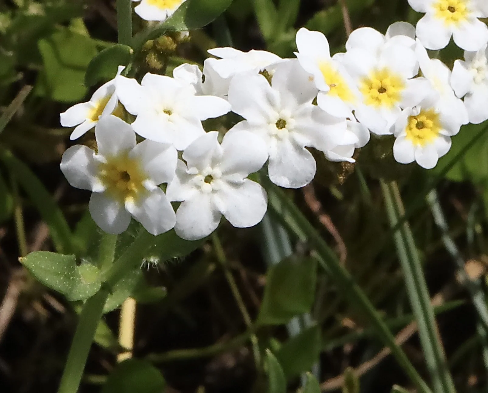 Click on this photo to return to the White Wildflowers page