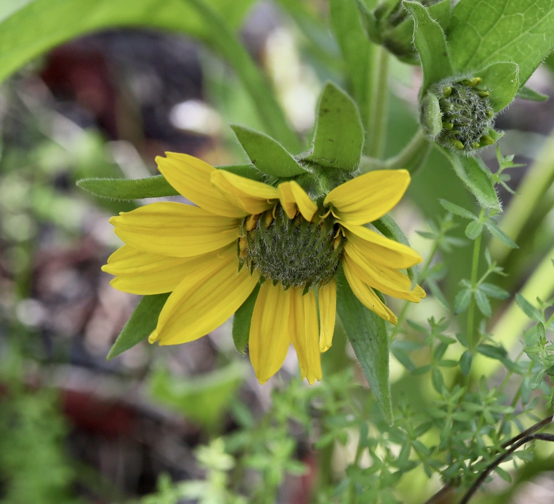 Heartleaf Arnica  //  Arnica cordifolia  --  Upper Table Rock 4/12/2025