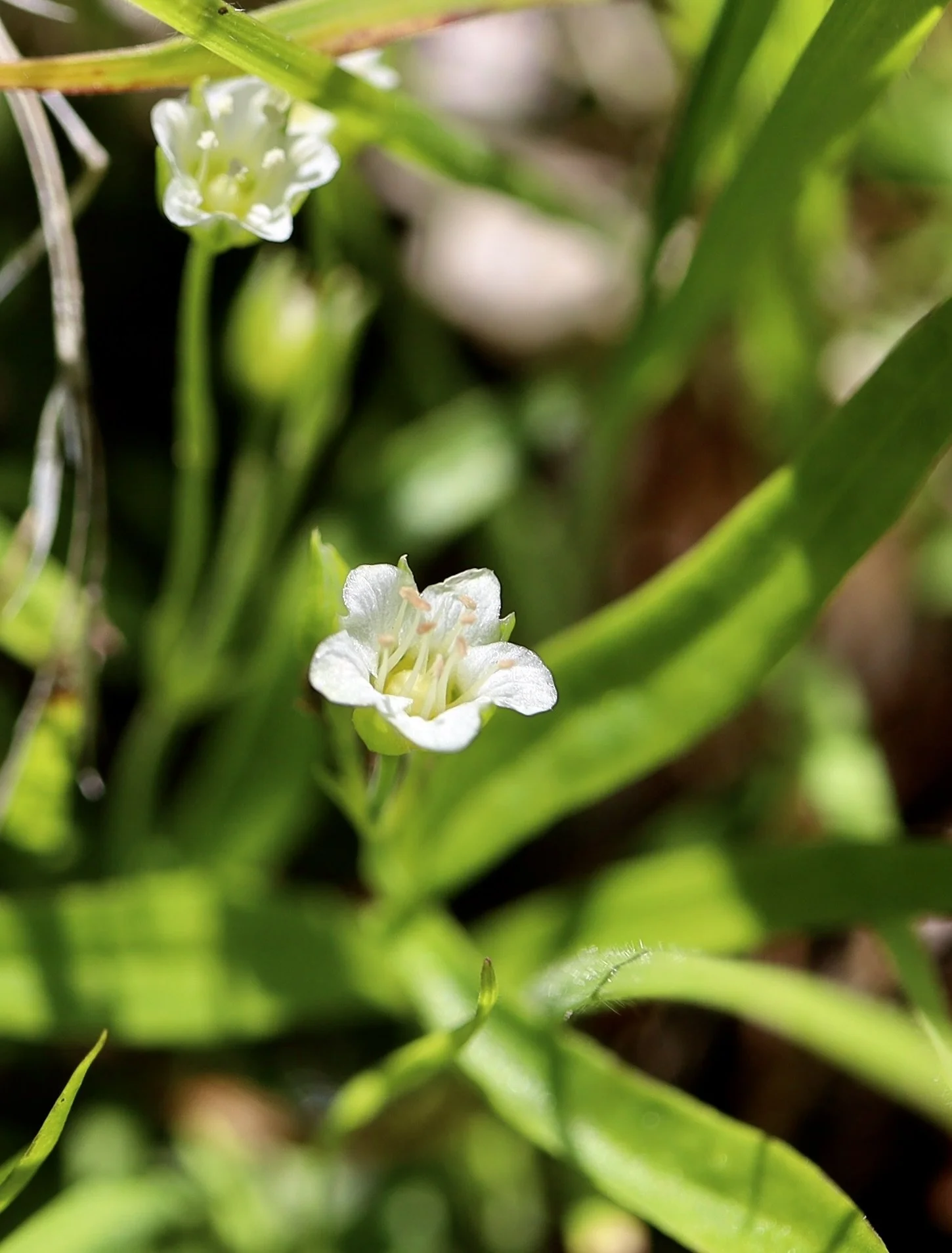 Photo taken along Wygant trail, April 15, 2025.  Click on this photo to return to the White Wildflowers page