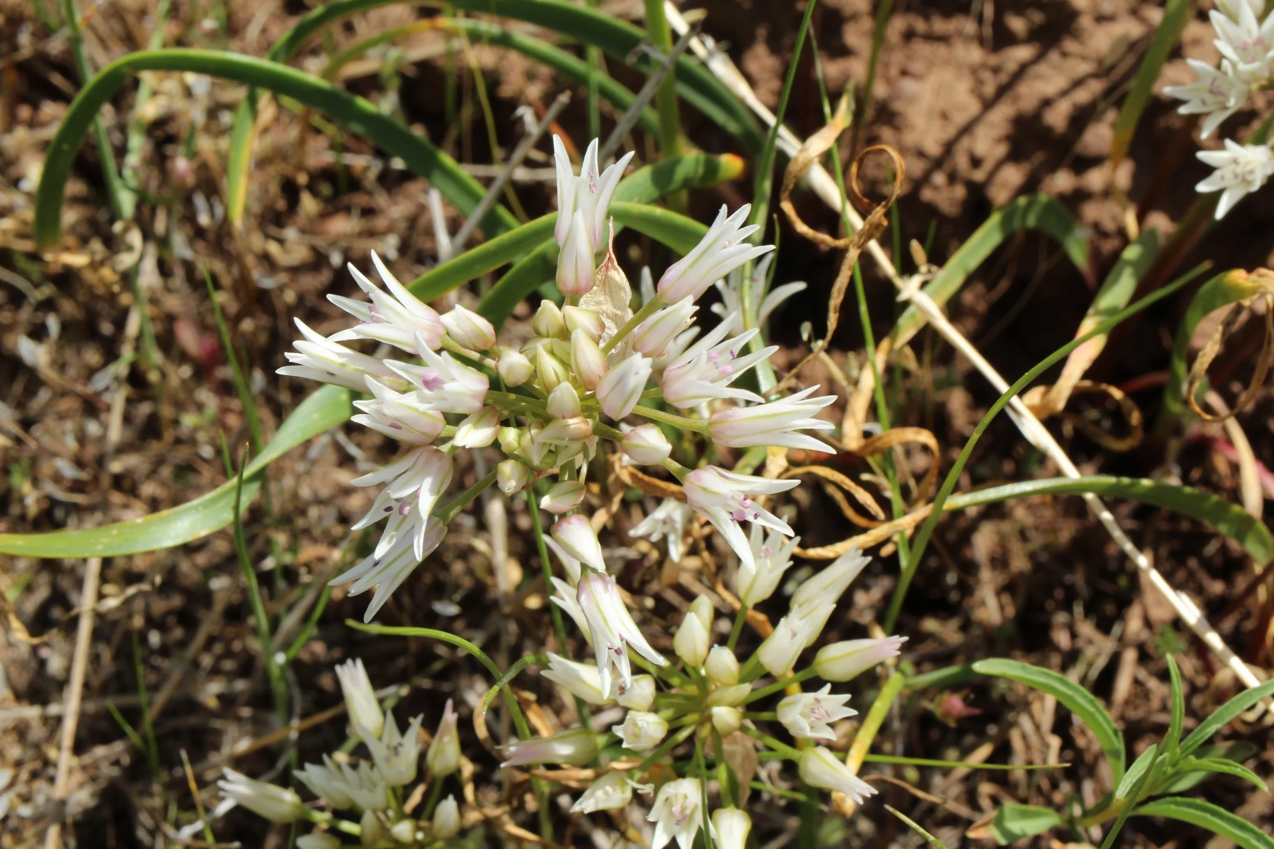 tolmie's onion 1.JPG