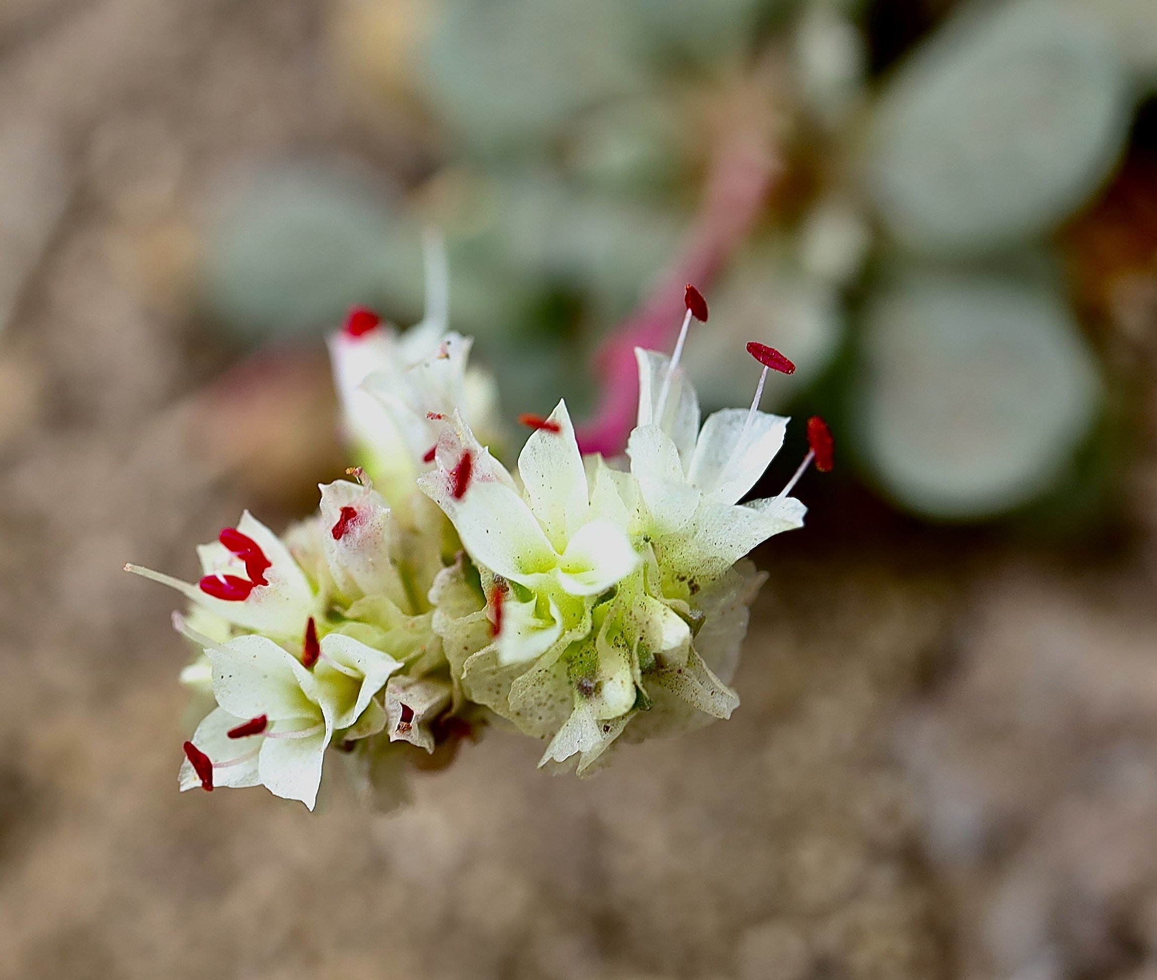 Photo taken at Bird Creek Meadows, August 12, 2026.  Click on this photo to return to the Red/Pink Wildflowers page