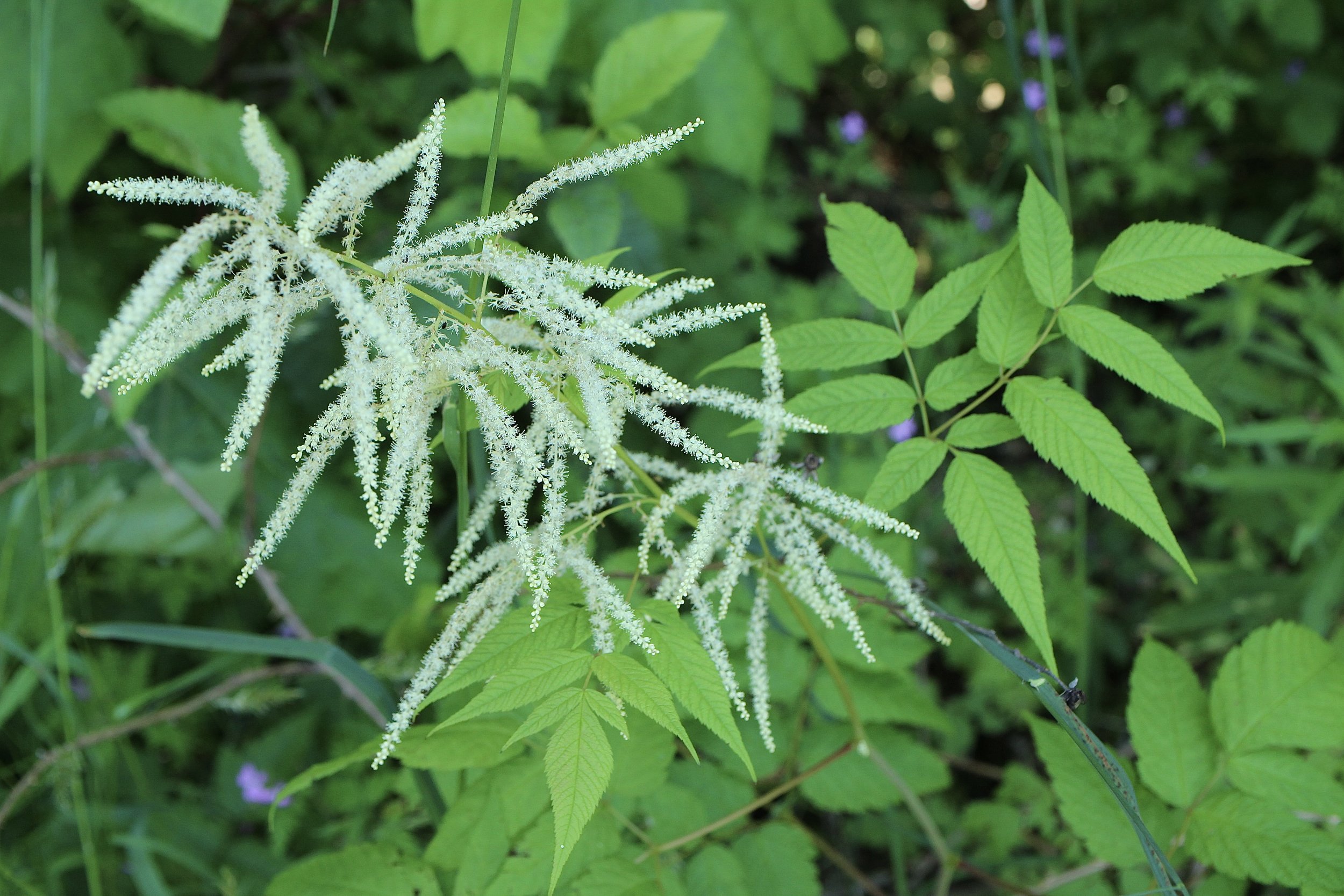 Goat's Beard  //  Aruncus dioicus