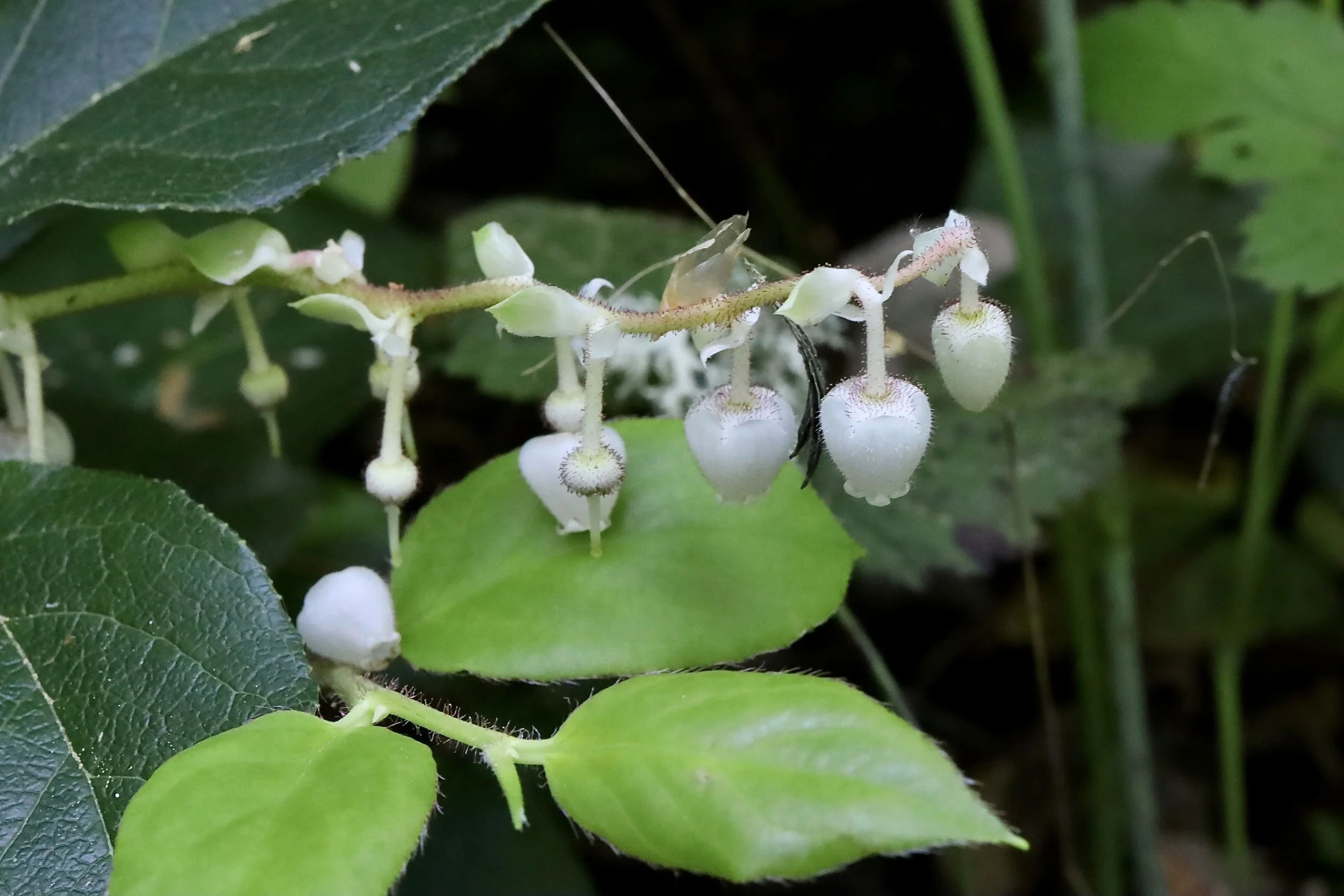 salal flowers with some leaves 2.JPG