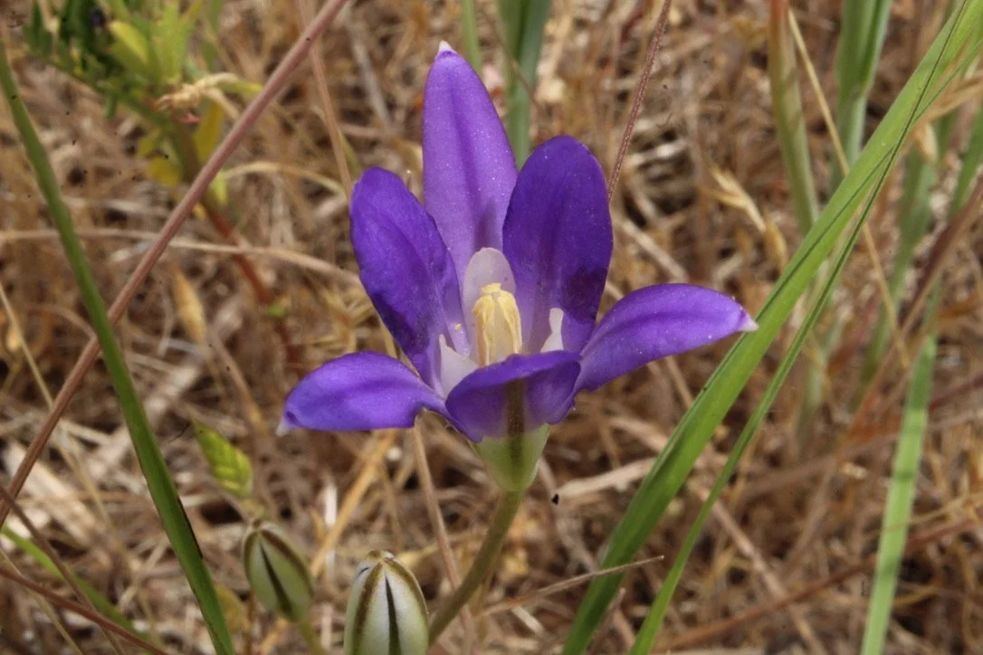 Harvest Brodiaea  //  Brodiaea coronaria
Mill Creek Preserve  6/7/2023