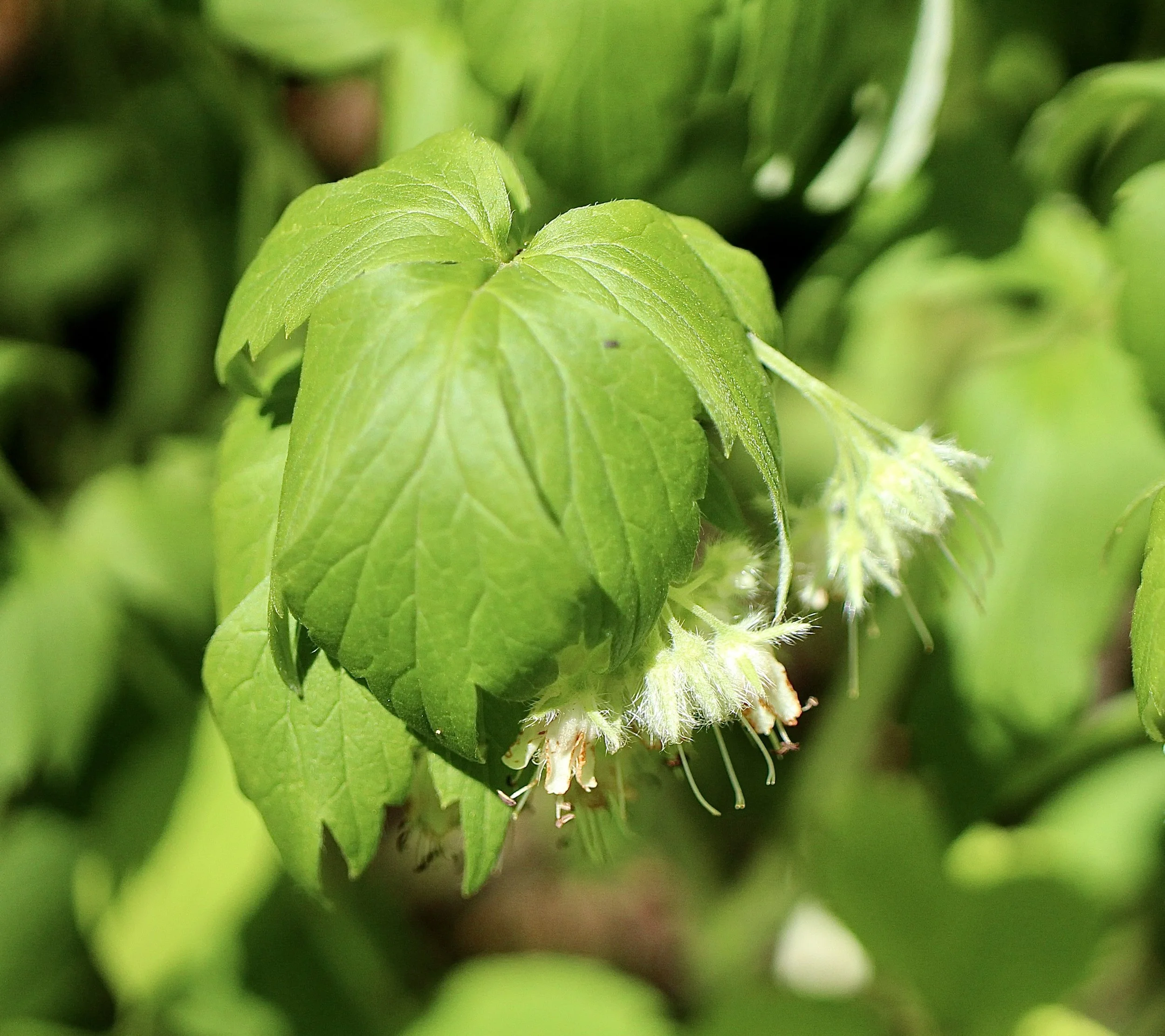 Click on this photo to return to the White Wildflowers page