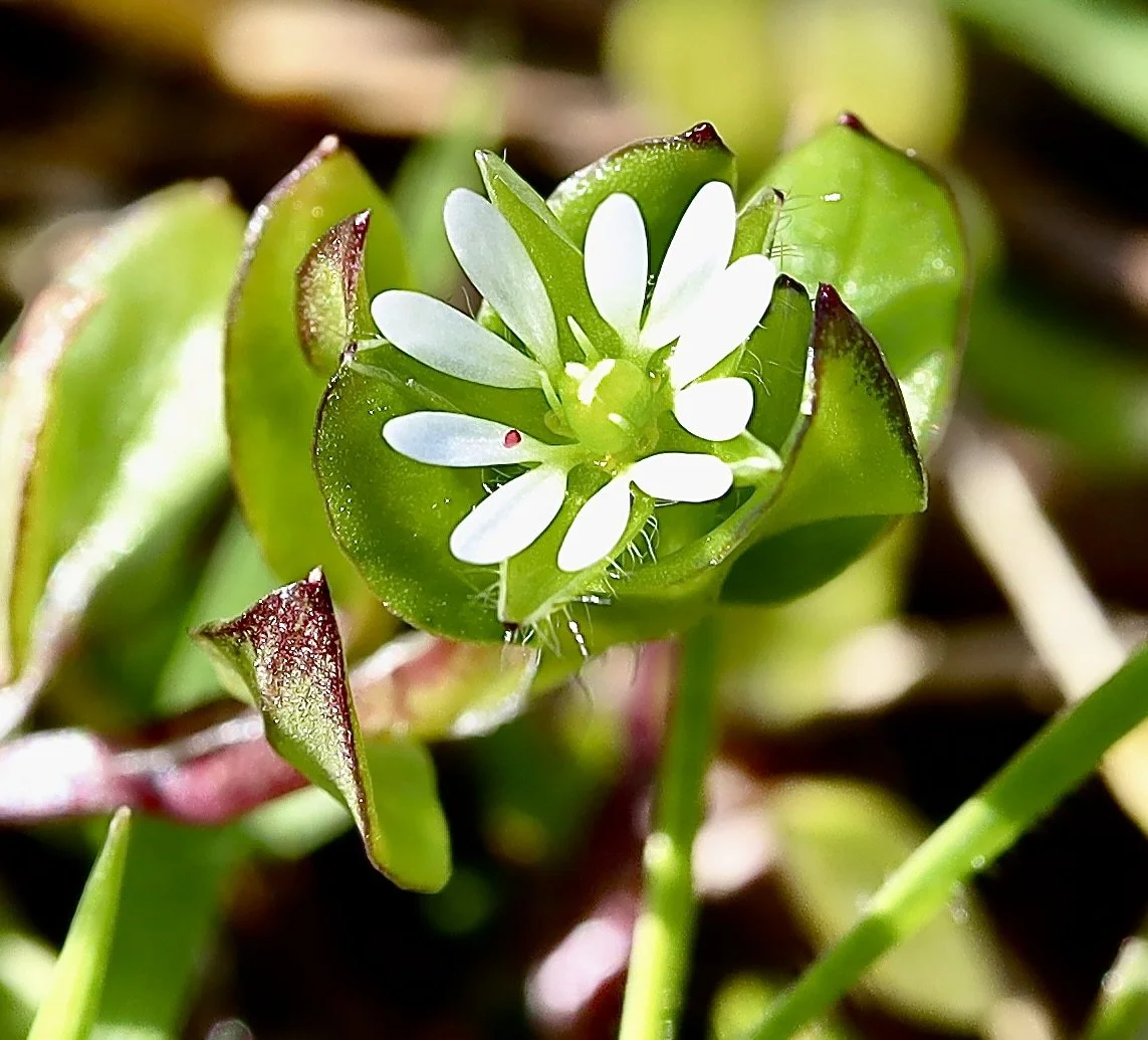 Click on this photo to return to the White Wildflowers page