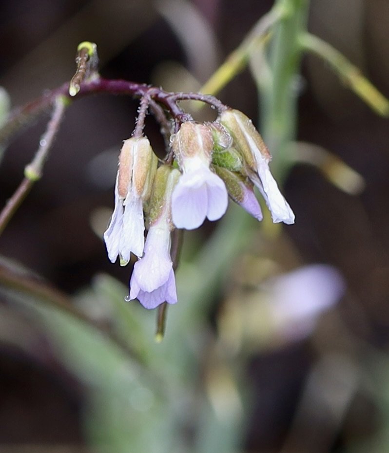 Dropseed Rockcress  //  Boechera pendulocarpa  --  Harsin Butte Trail, Zumwalt Prairie 5/14/2025